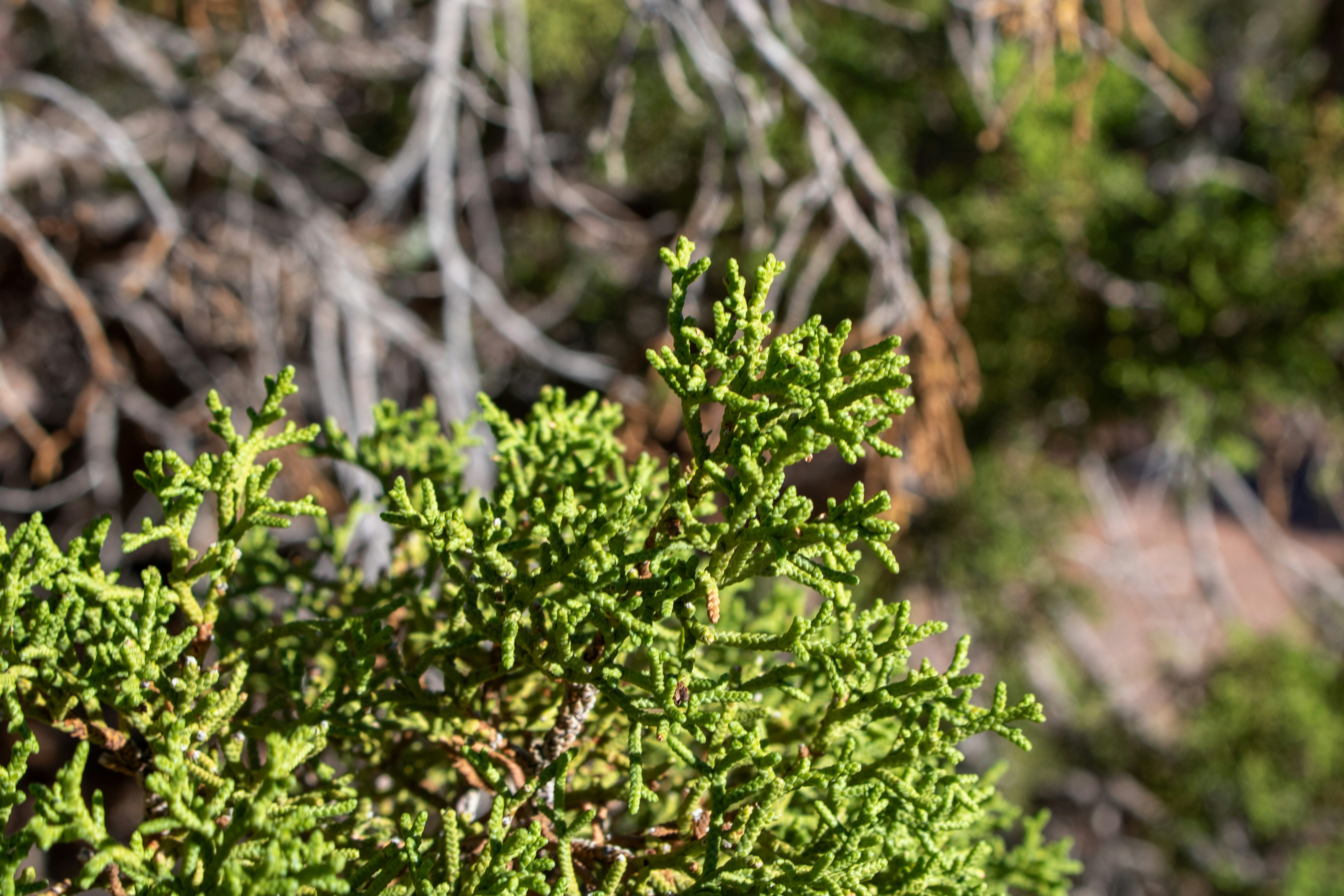 Photo by zoshuacolah