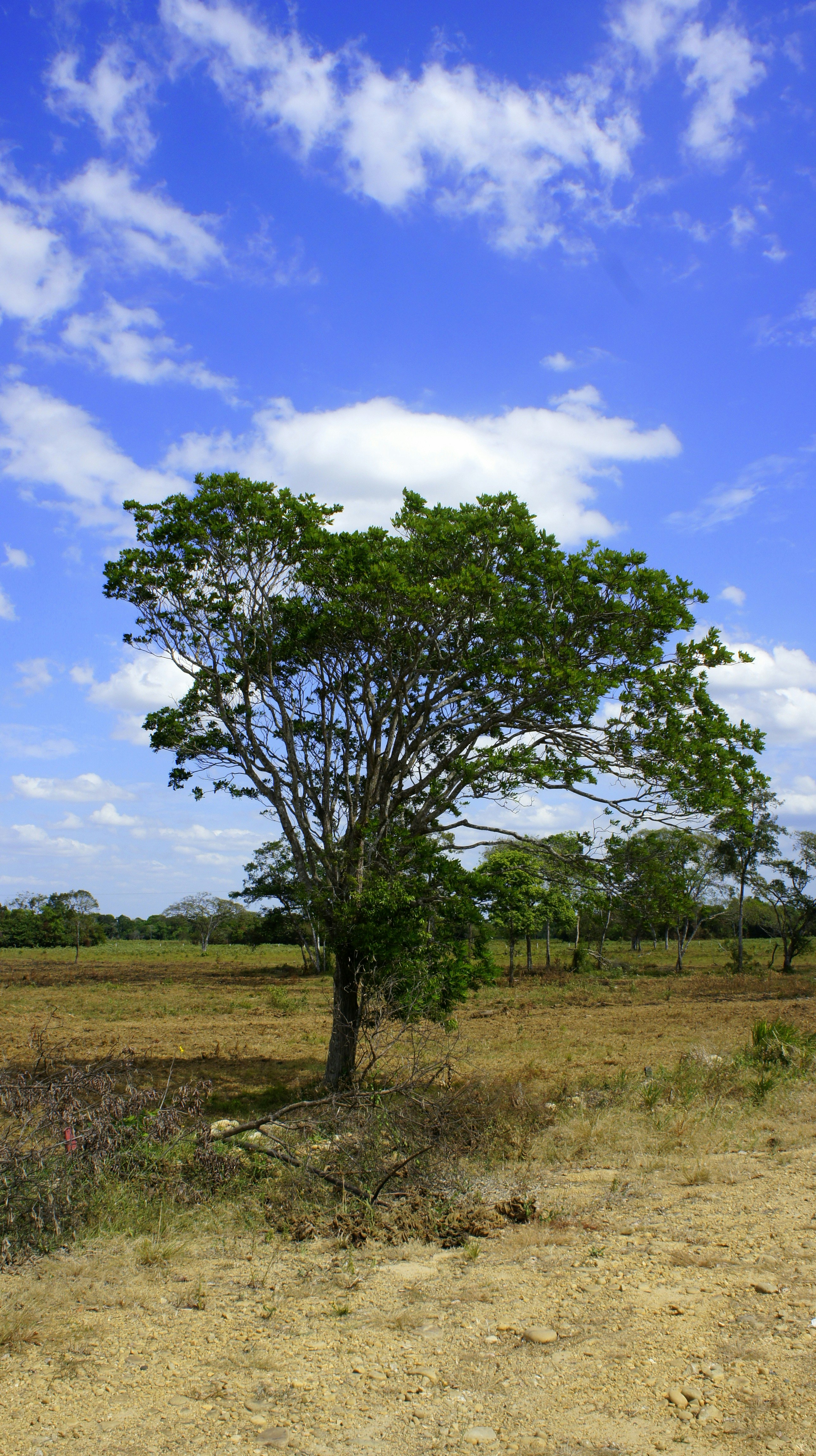 Photo by diegocespedesc2019