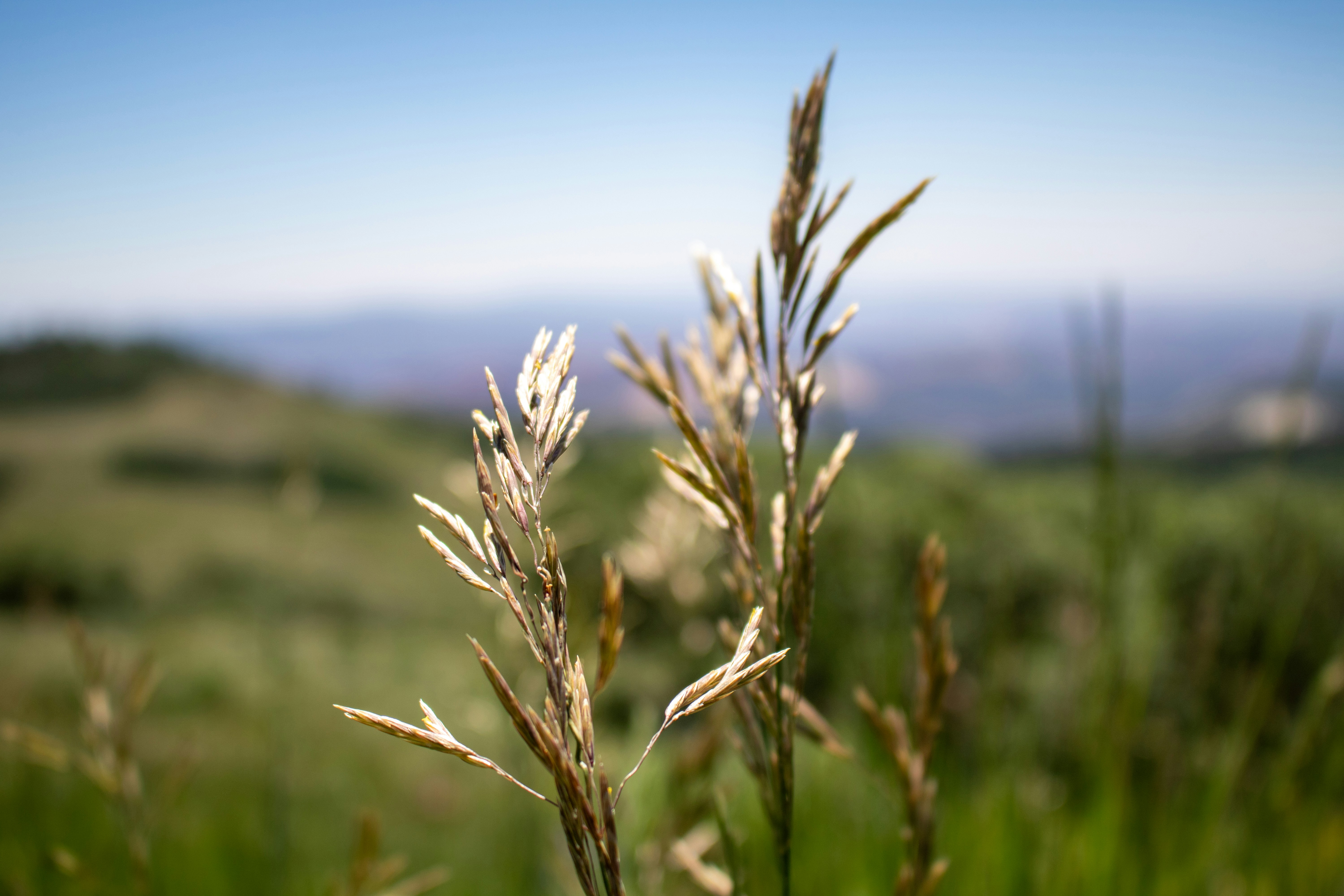A close up of a plant in a field