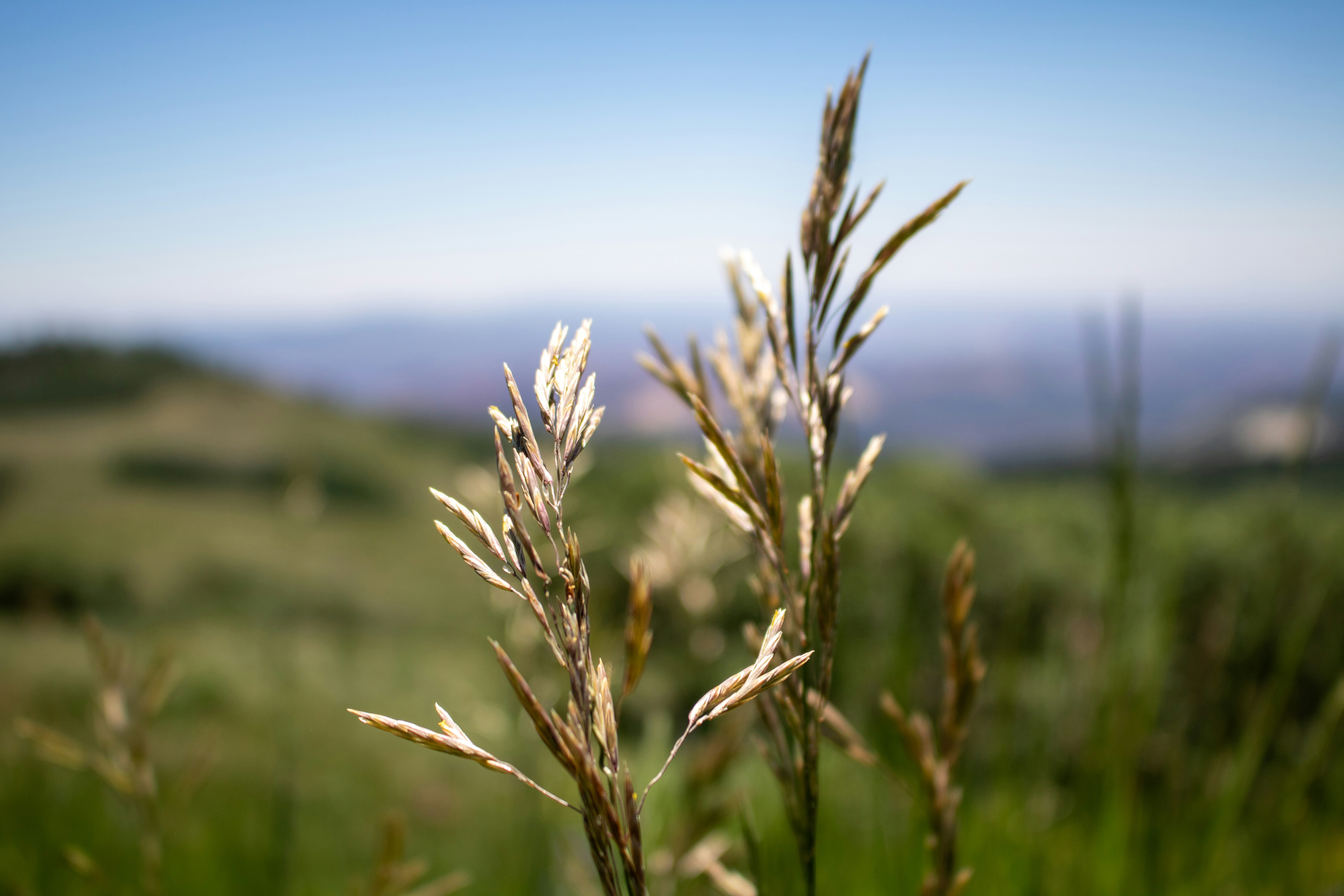 A close up of a plant in a field
