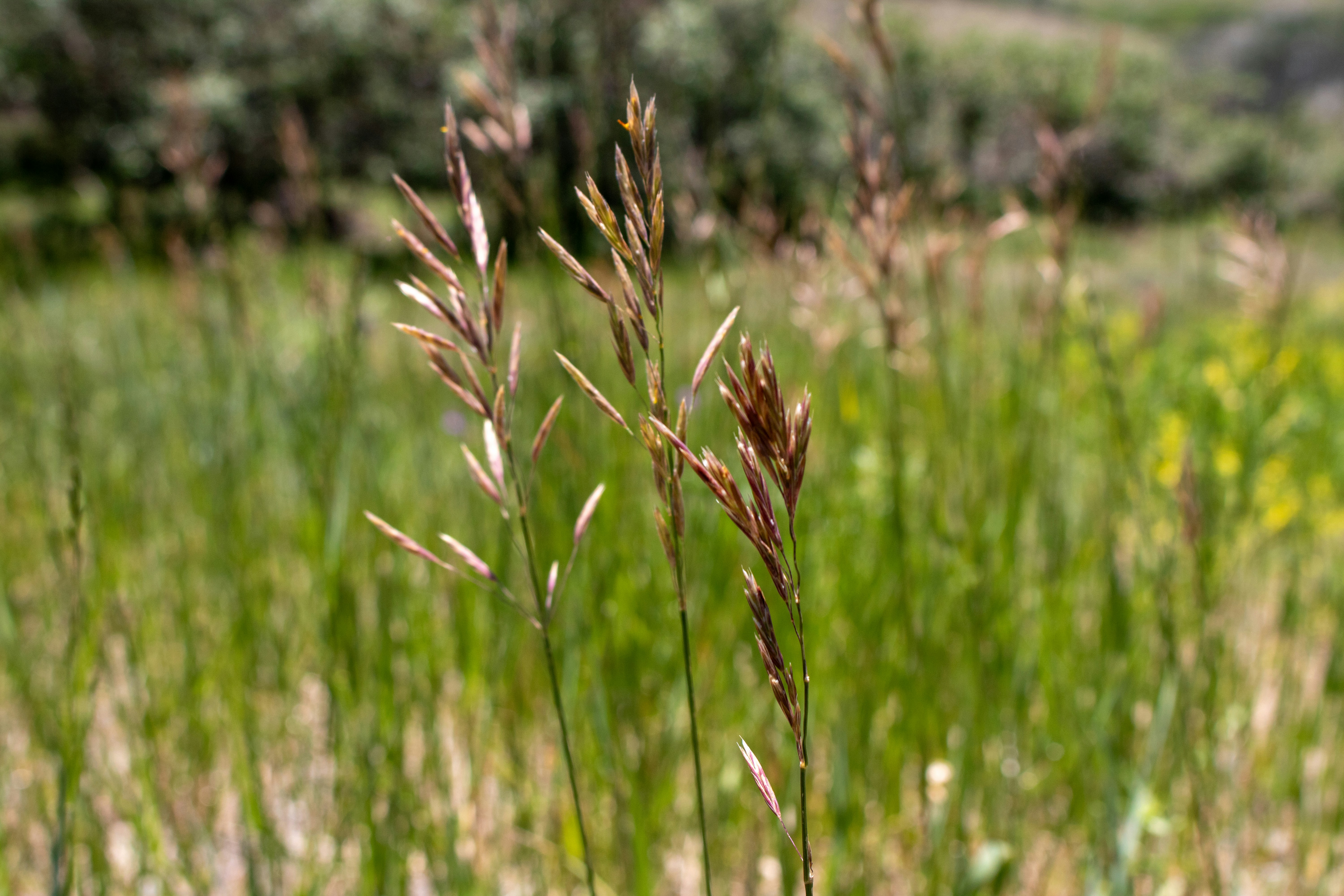 A close up of a plant in a field