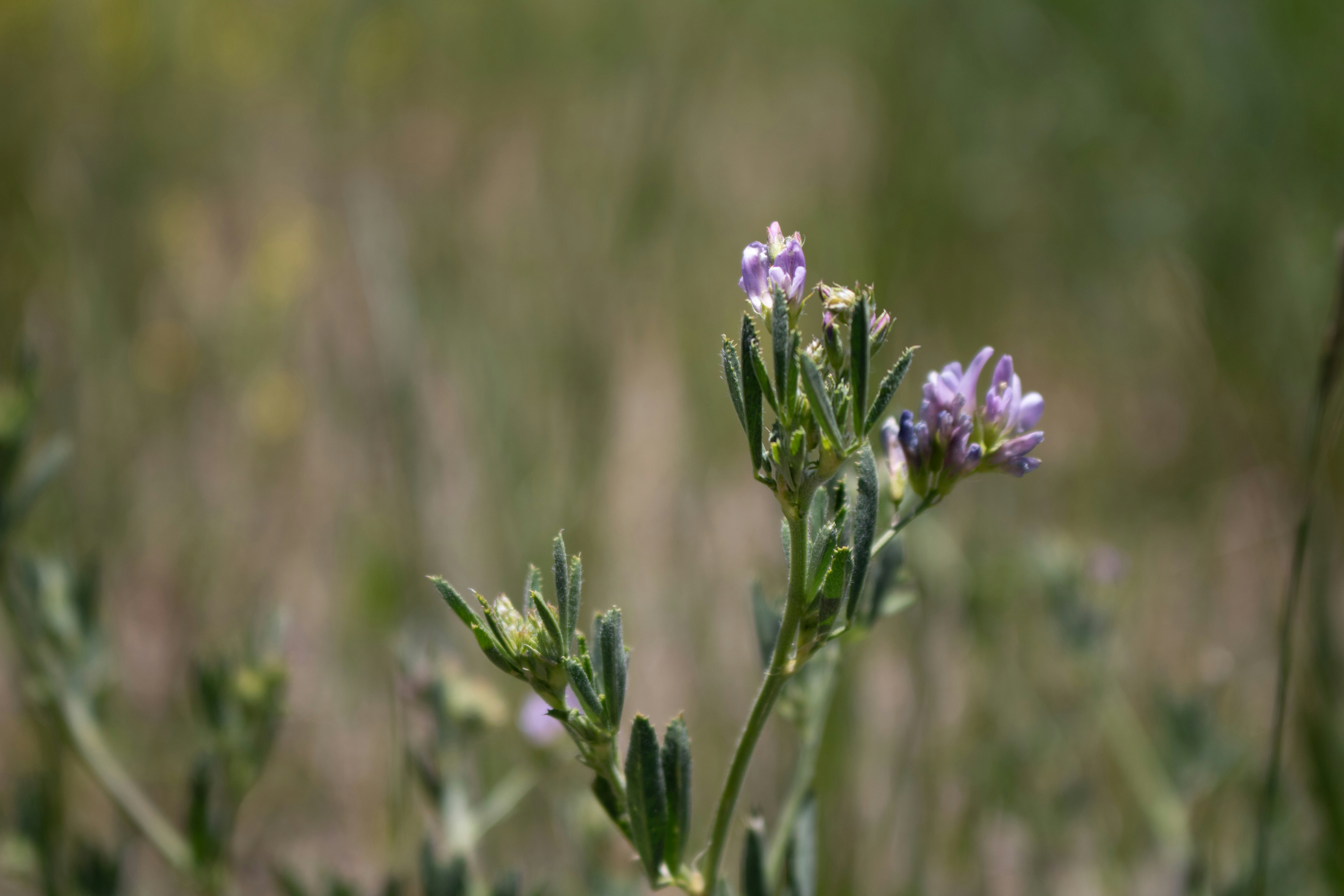 A close up of a flower in a field