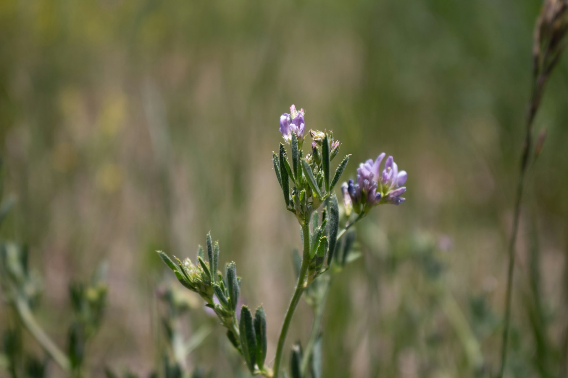 A close up of a flower in a field