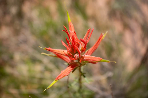 A close up of a red flower with a blurry background