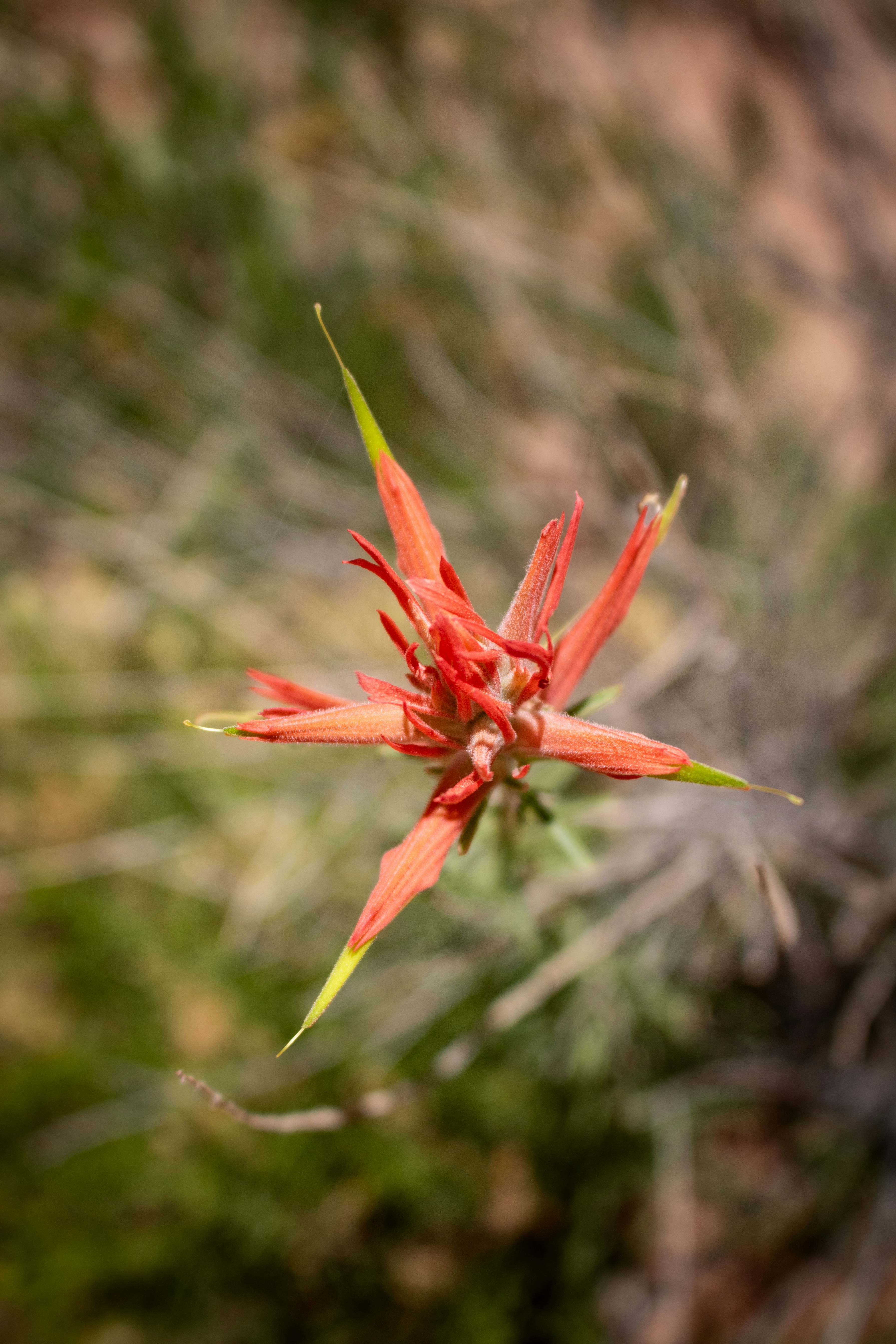 A red flower with green leaves in the background