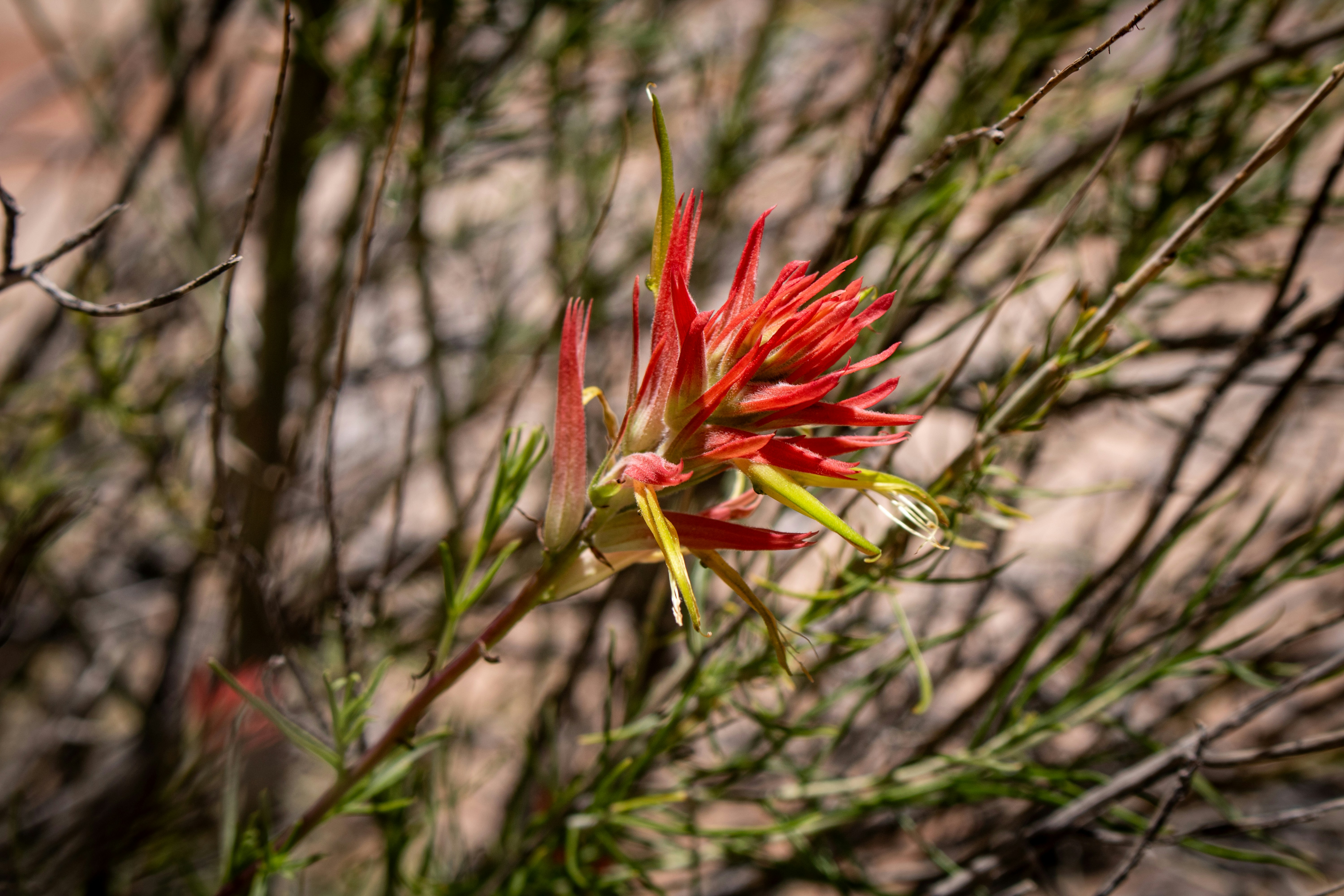 أهمية الماء في الطبيعة