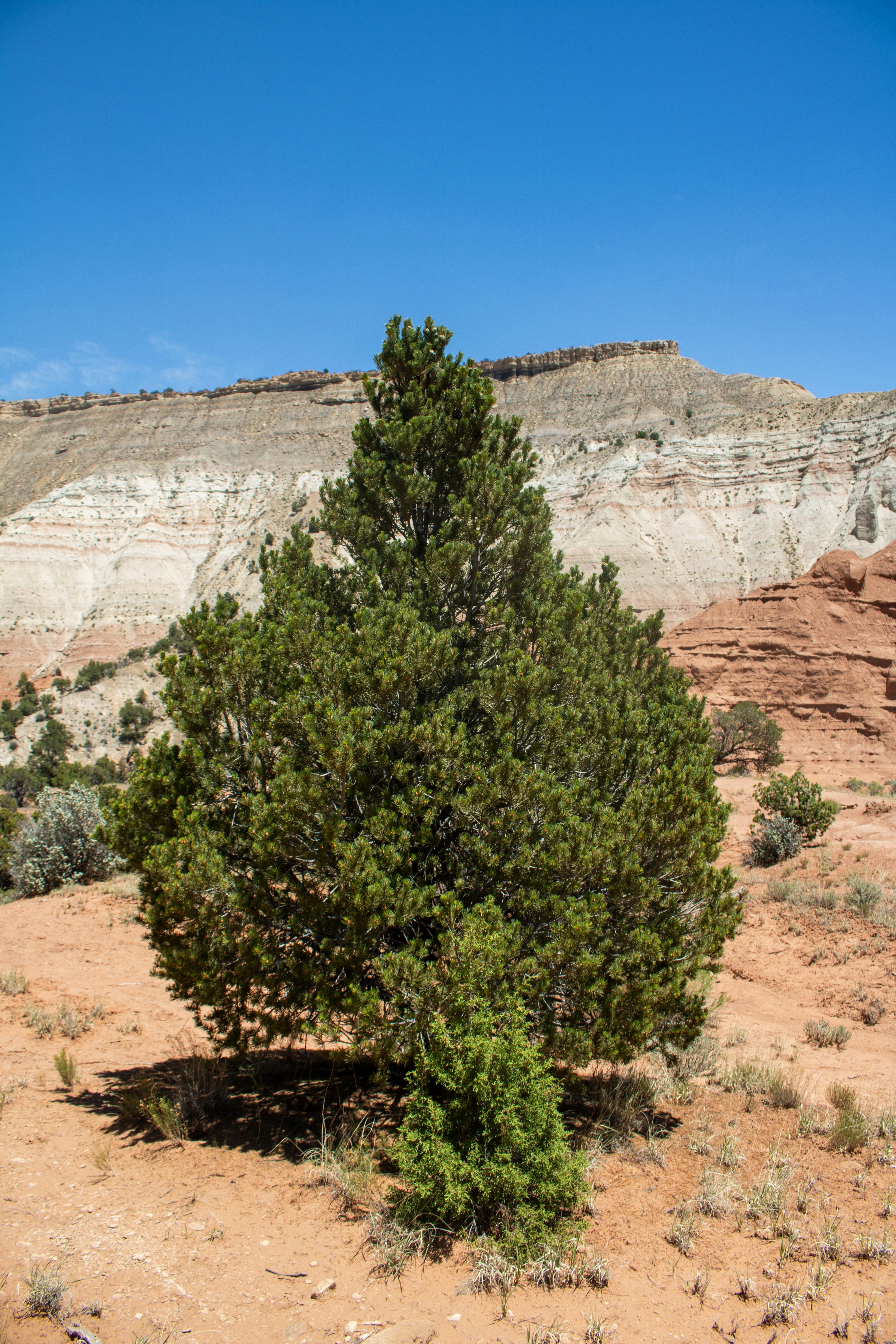 A lone tree in the middle of a desert