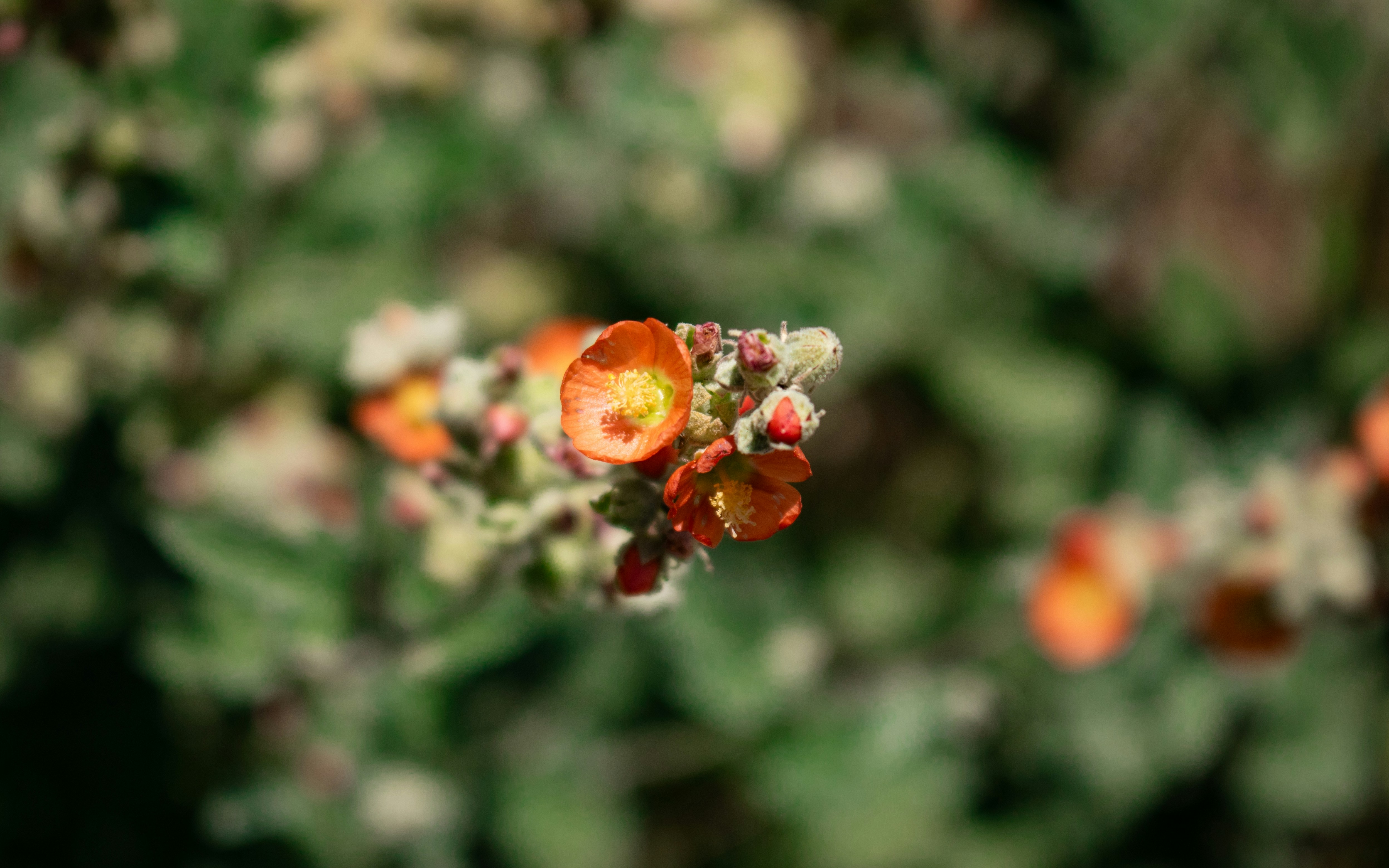 Photo by zoshuacolah