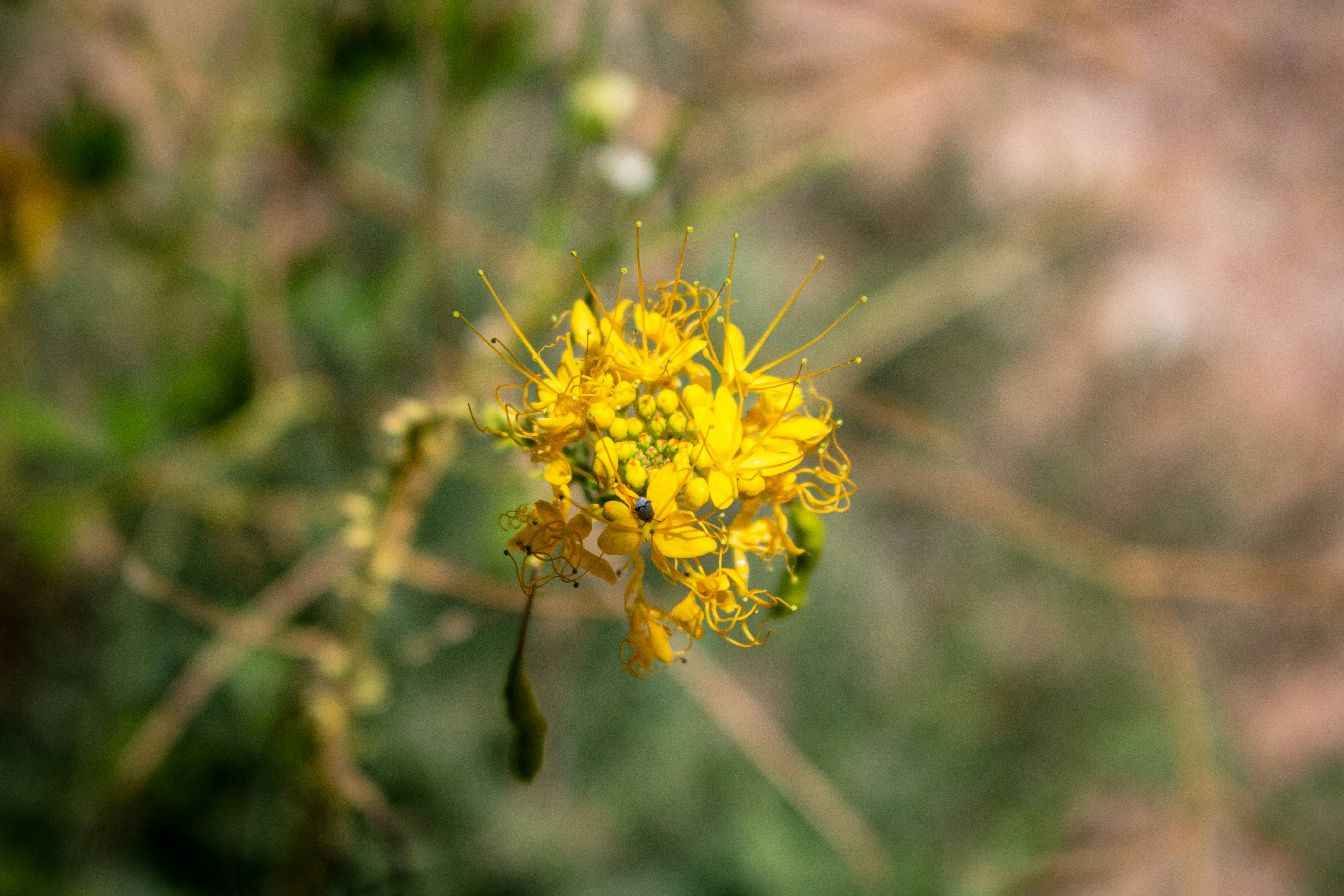 robots.txt importance