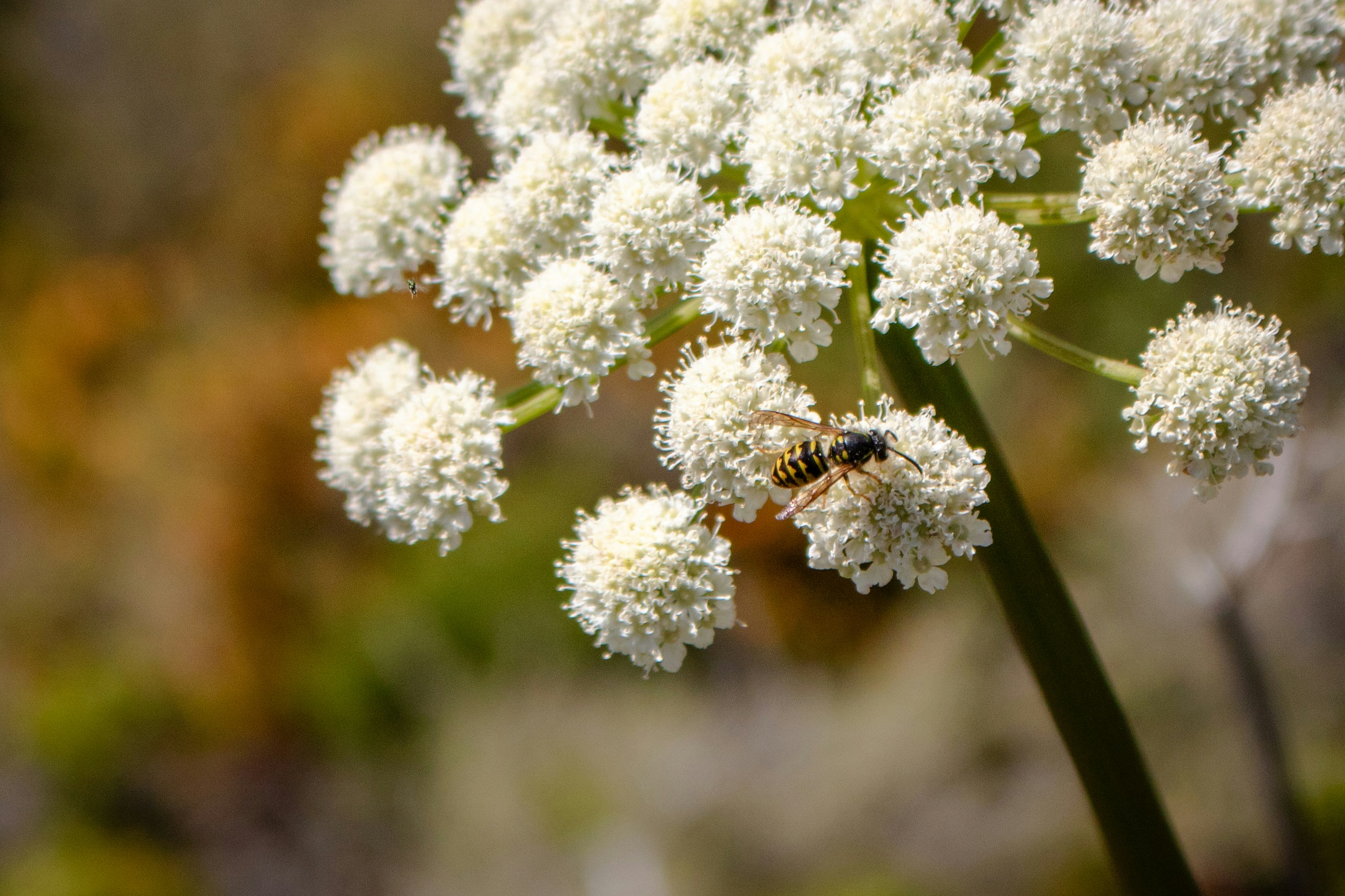 Photo by zoshuacolah