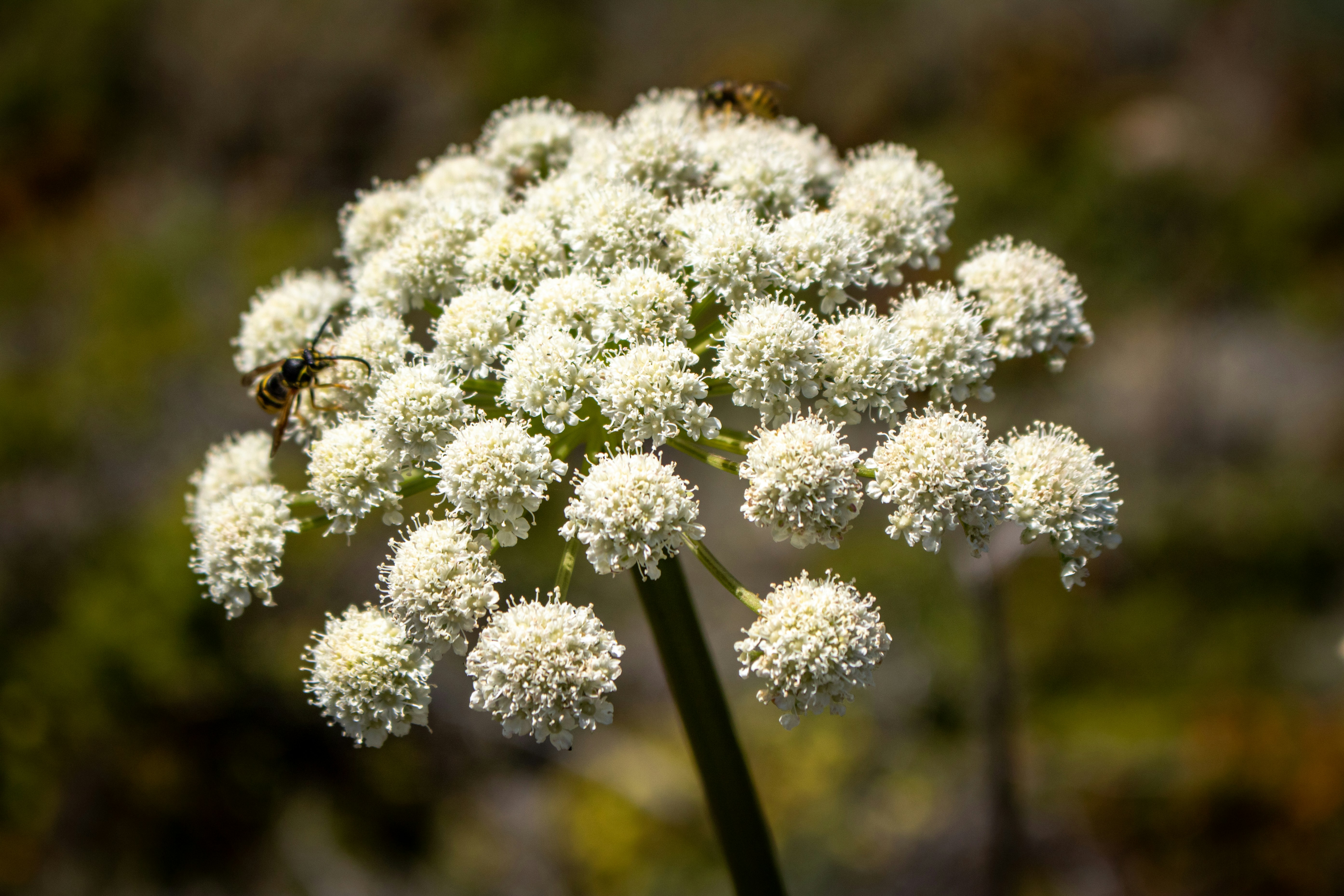 Photo by zoshuacolah