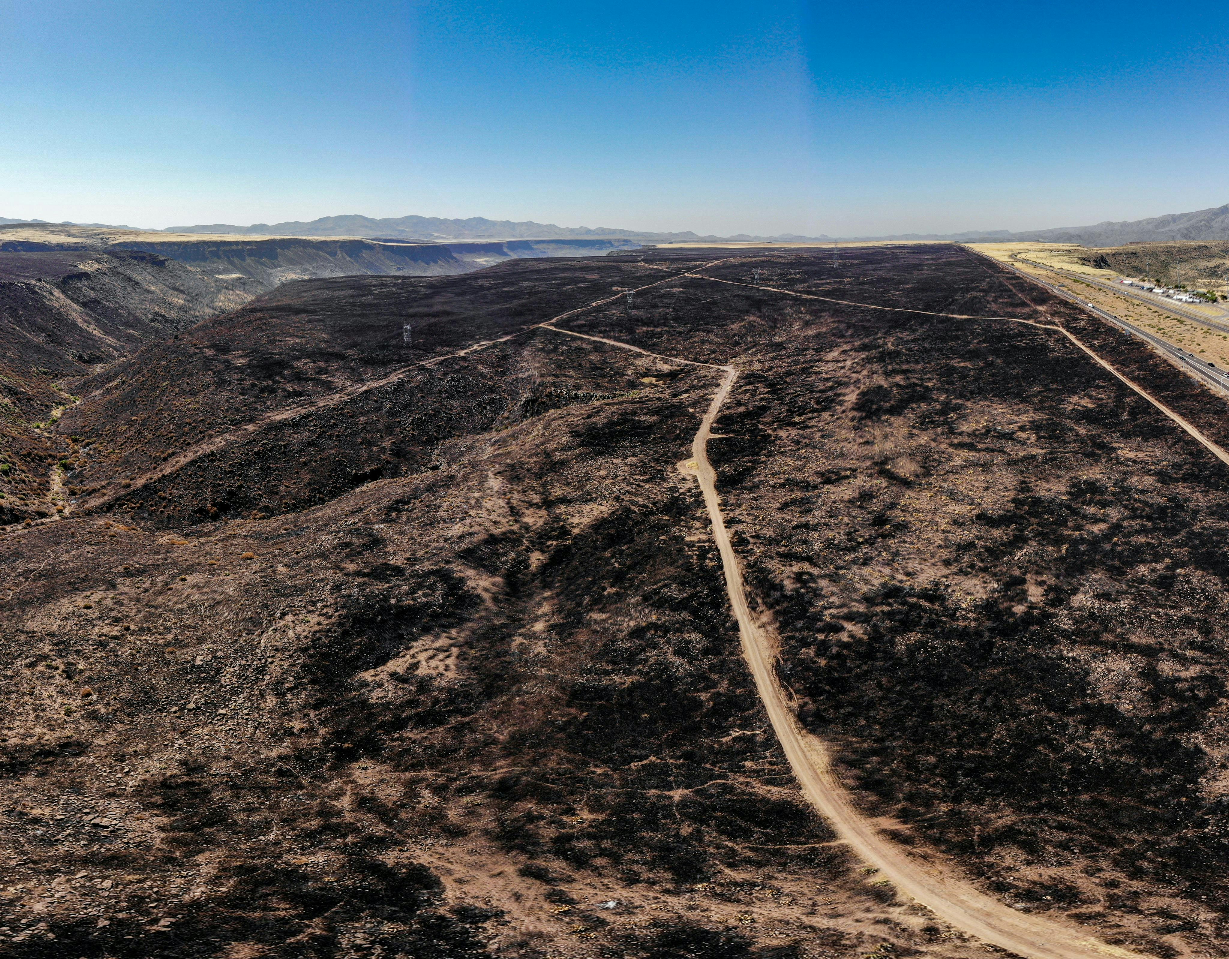 Challenges Faced by Native Plants in Severely Burned Areas (image credits: unsplash)