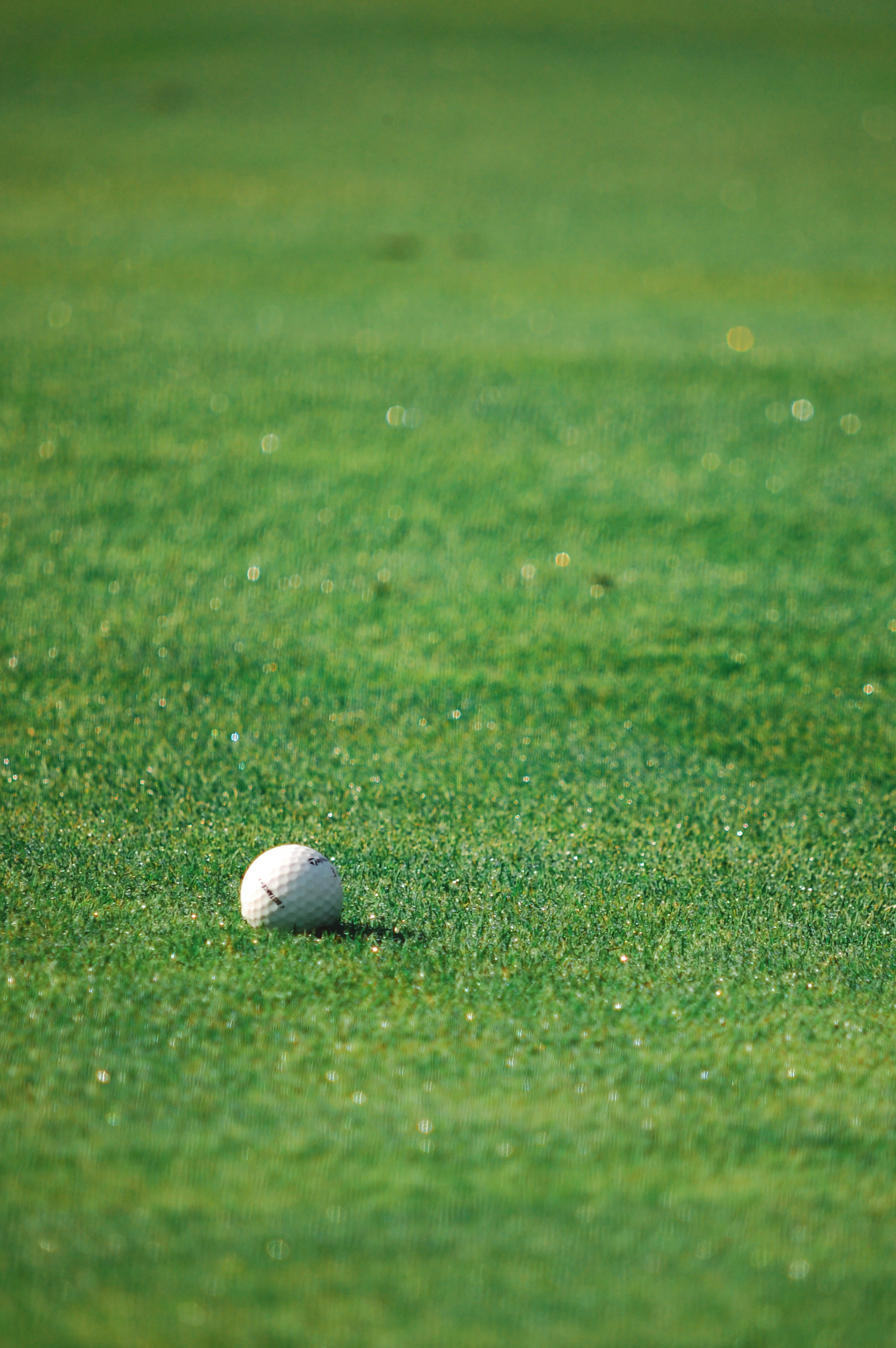 A golf ball sitting on the green of a golf course