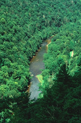 A river running through a lush green forest