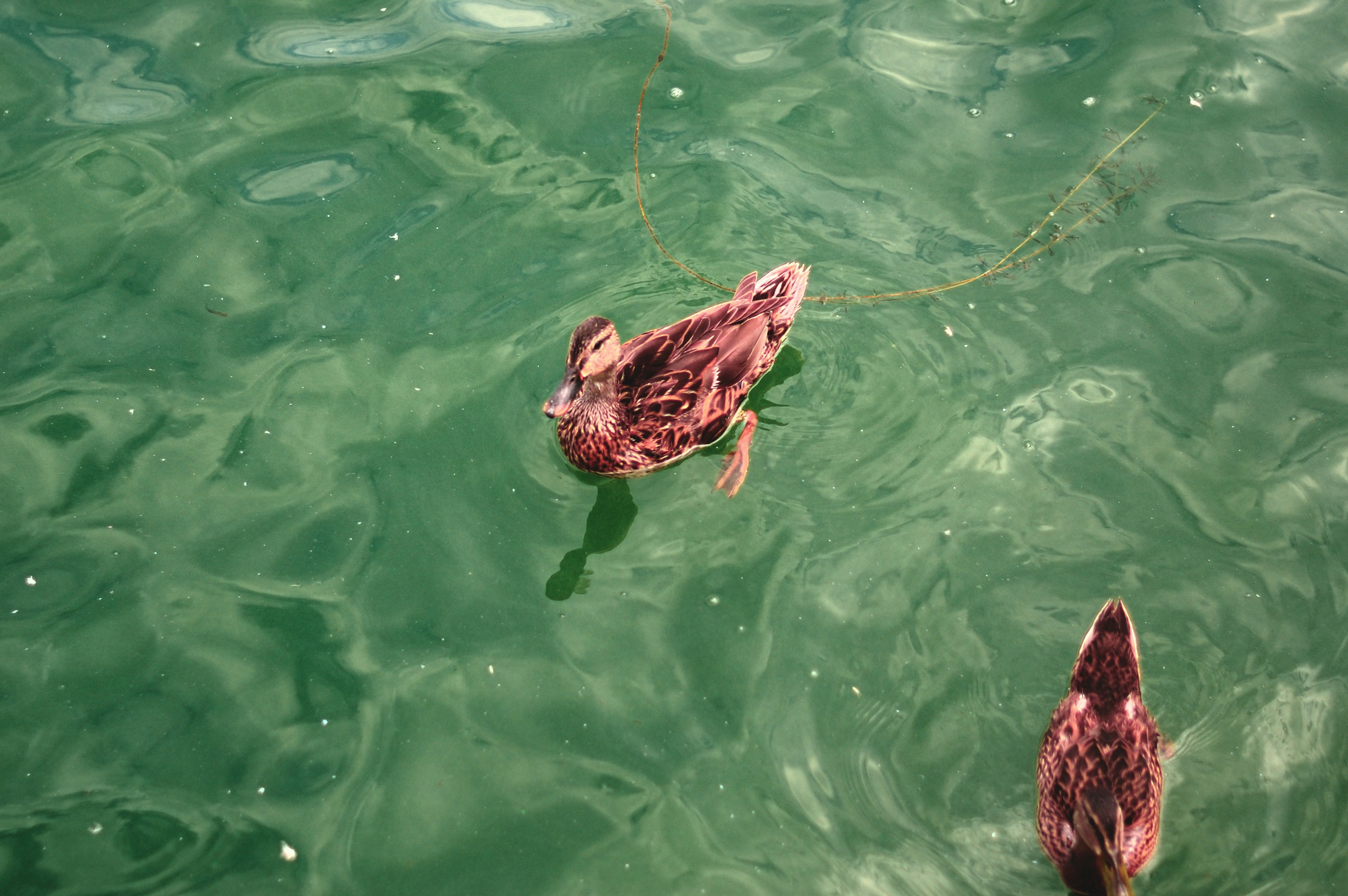 A couple of ducks floating on top of a lake