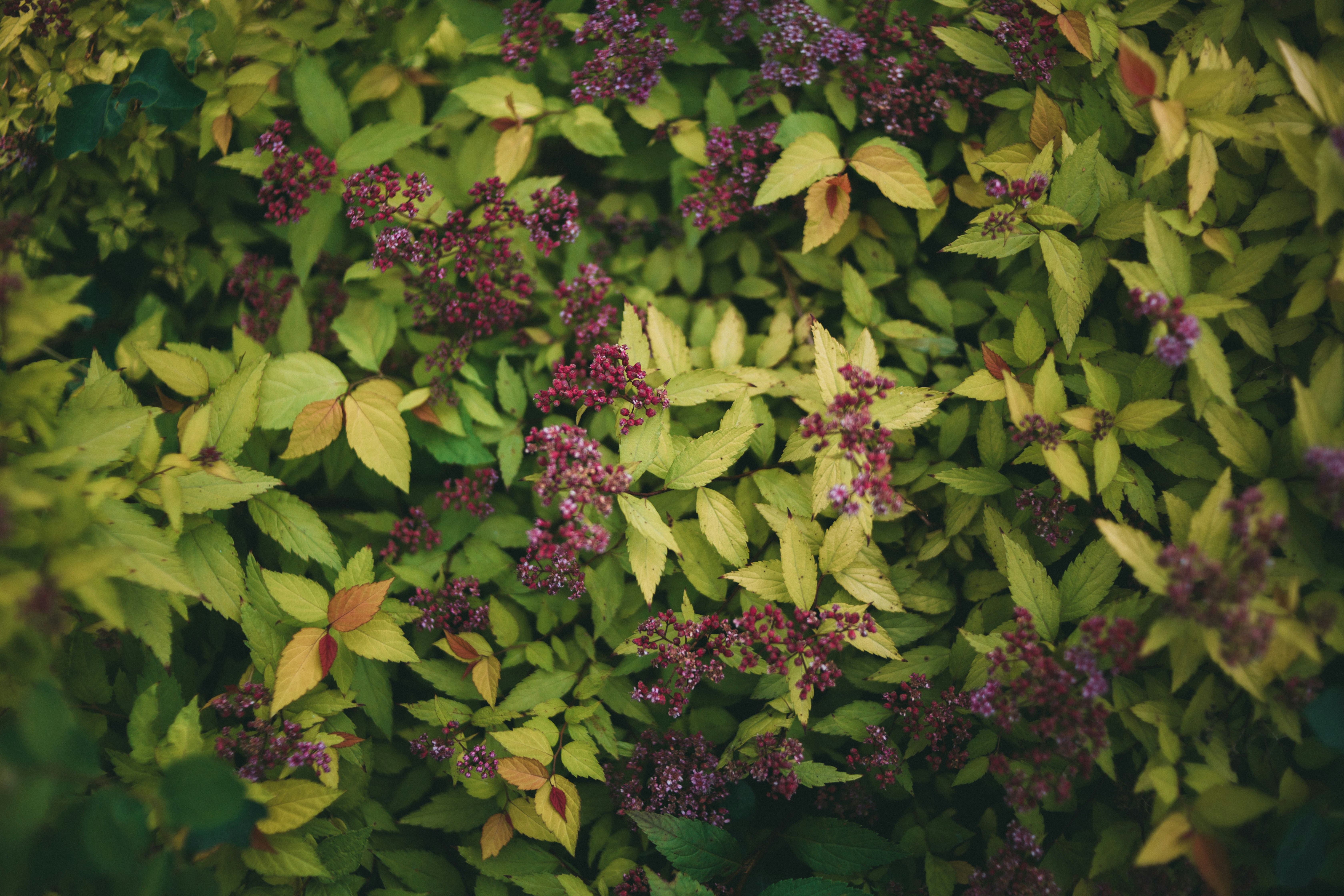 Photo by theshuttervision