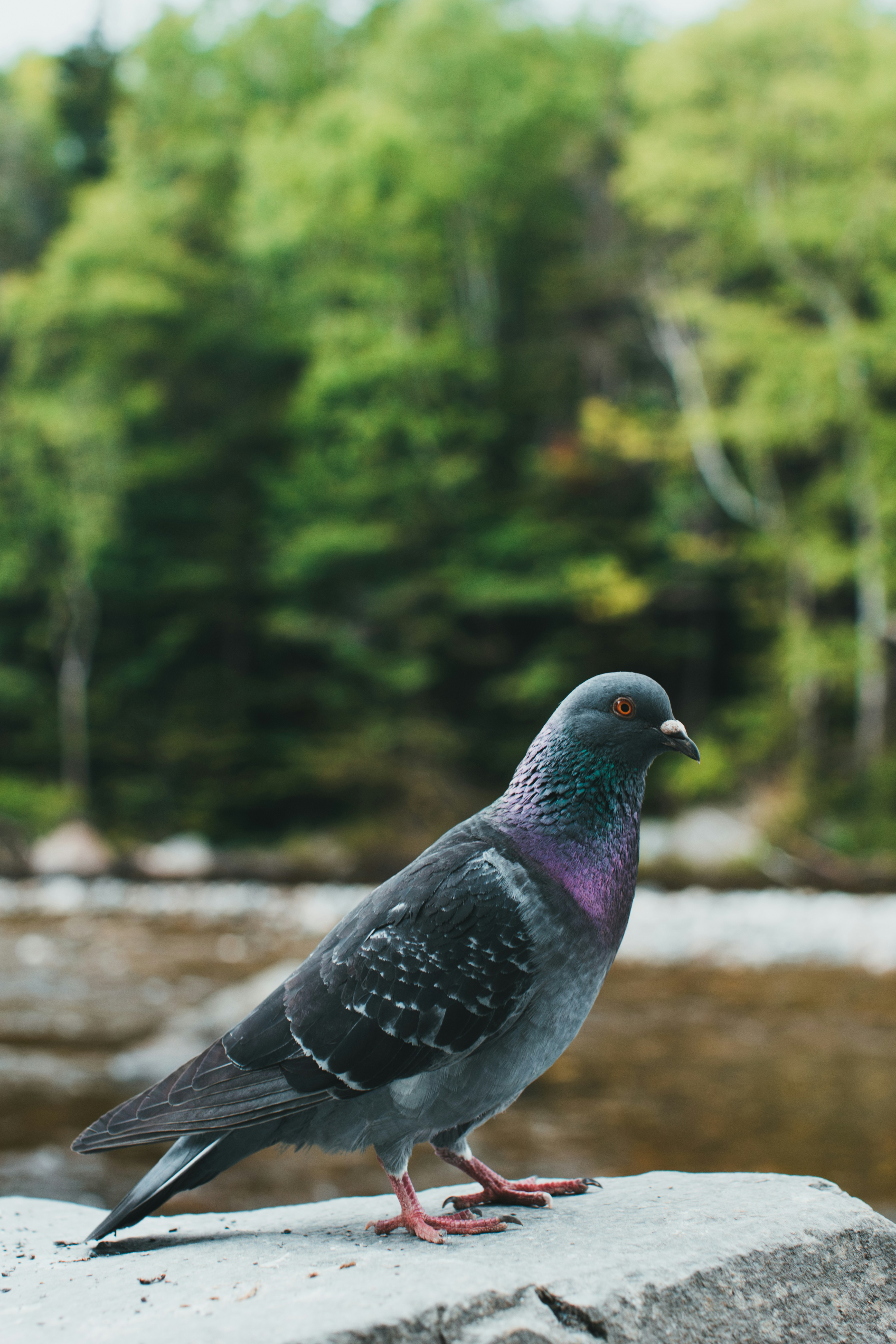 A pigeon sitting on a rock in front of a river