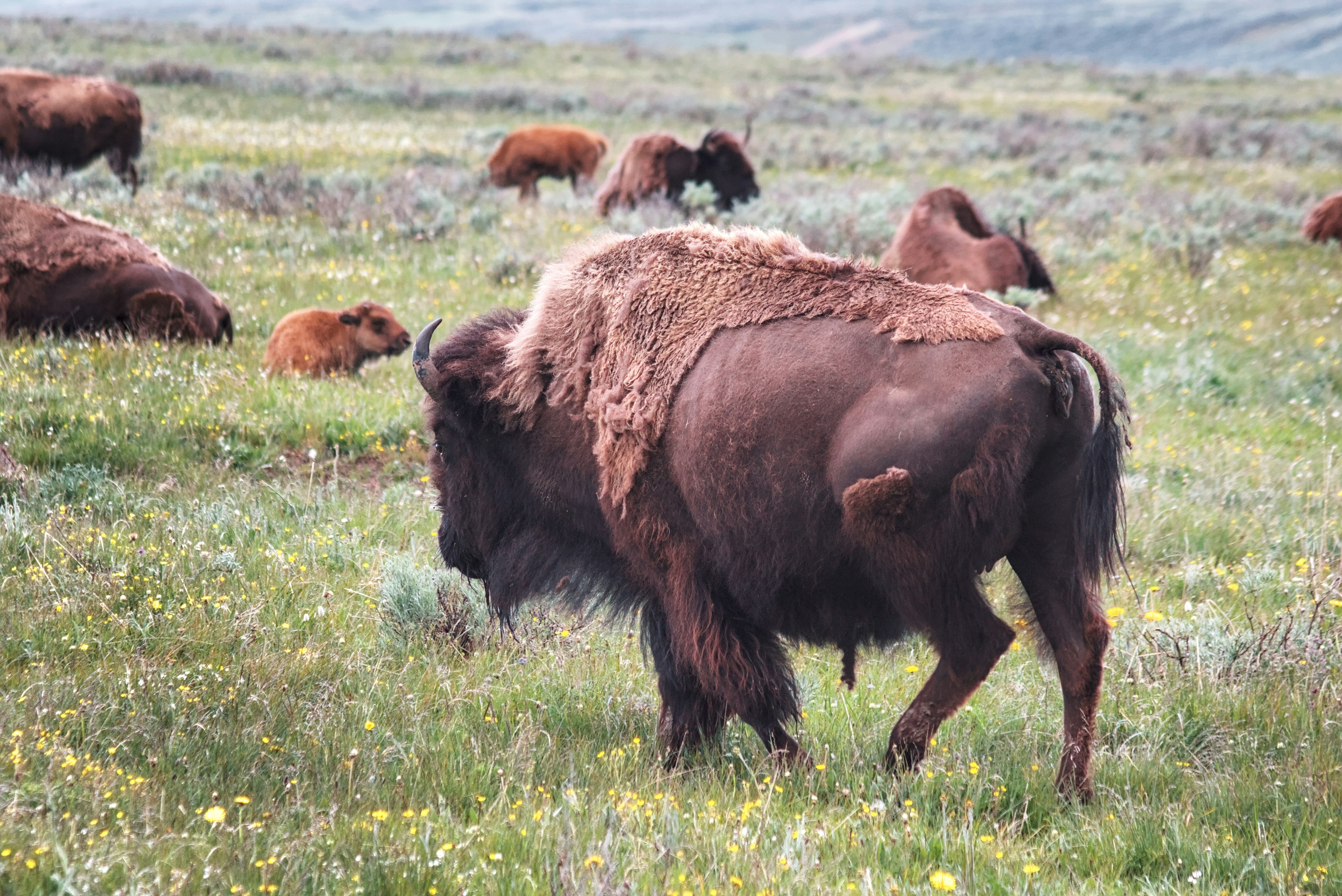 Un troupeau de bisons paissant dans un champ verdoyant