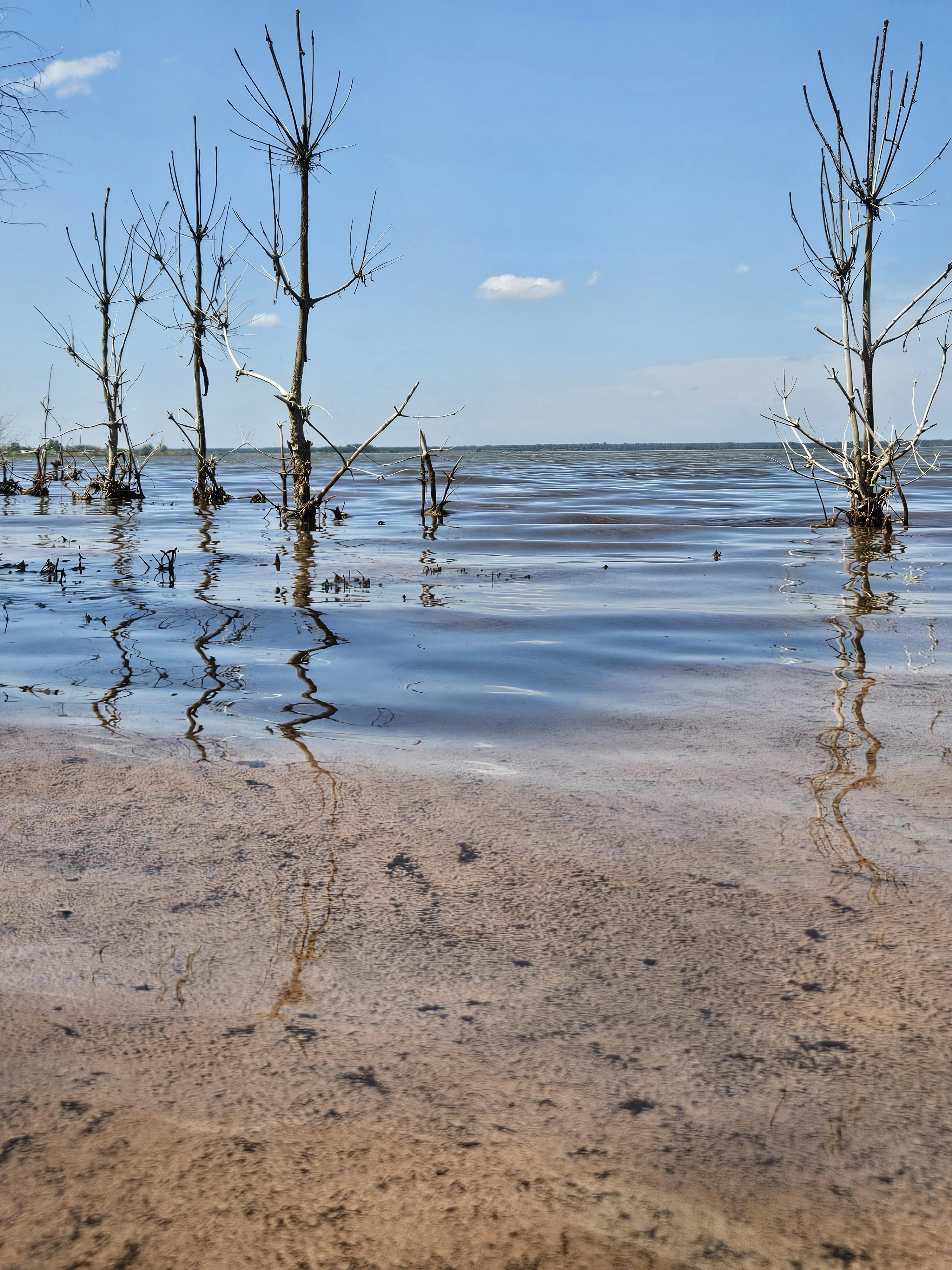 A body of water surrounded by dead trees