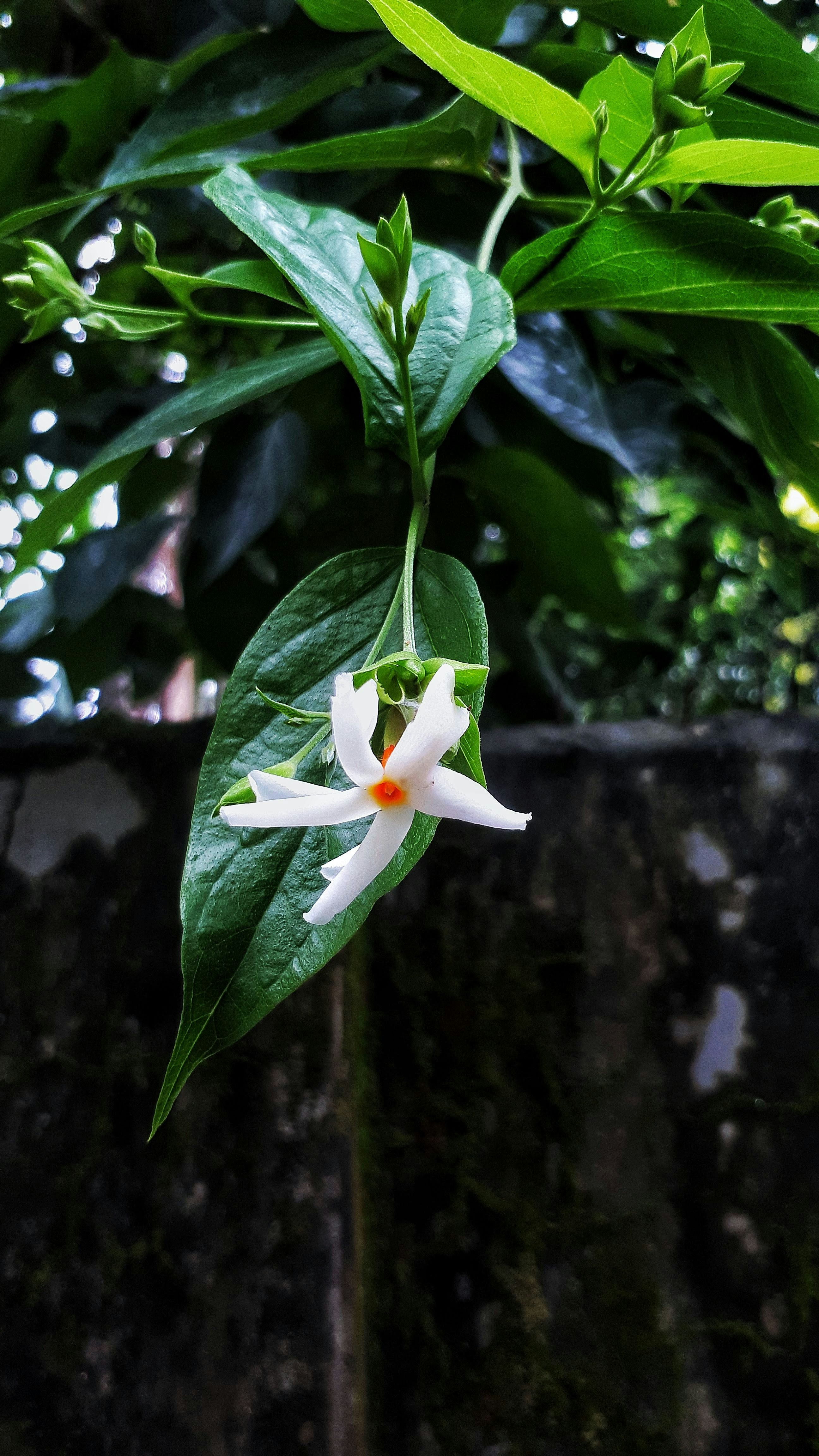 A white and orange flower on a green plant