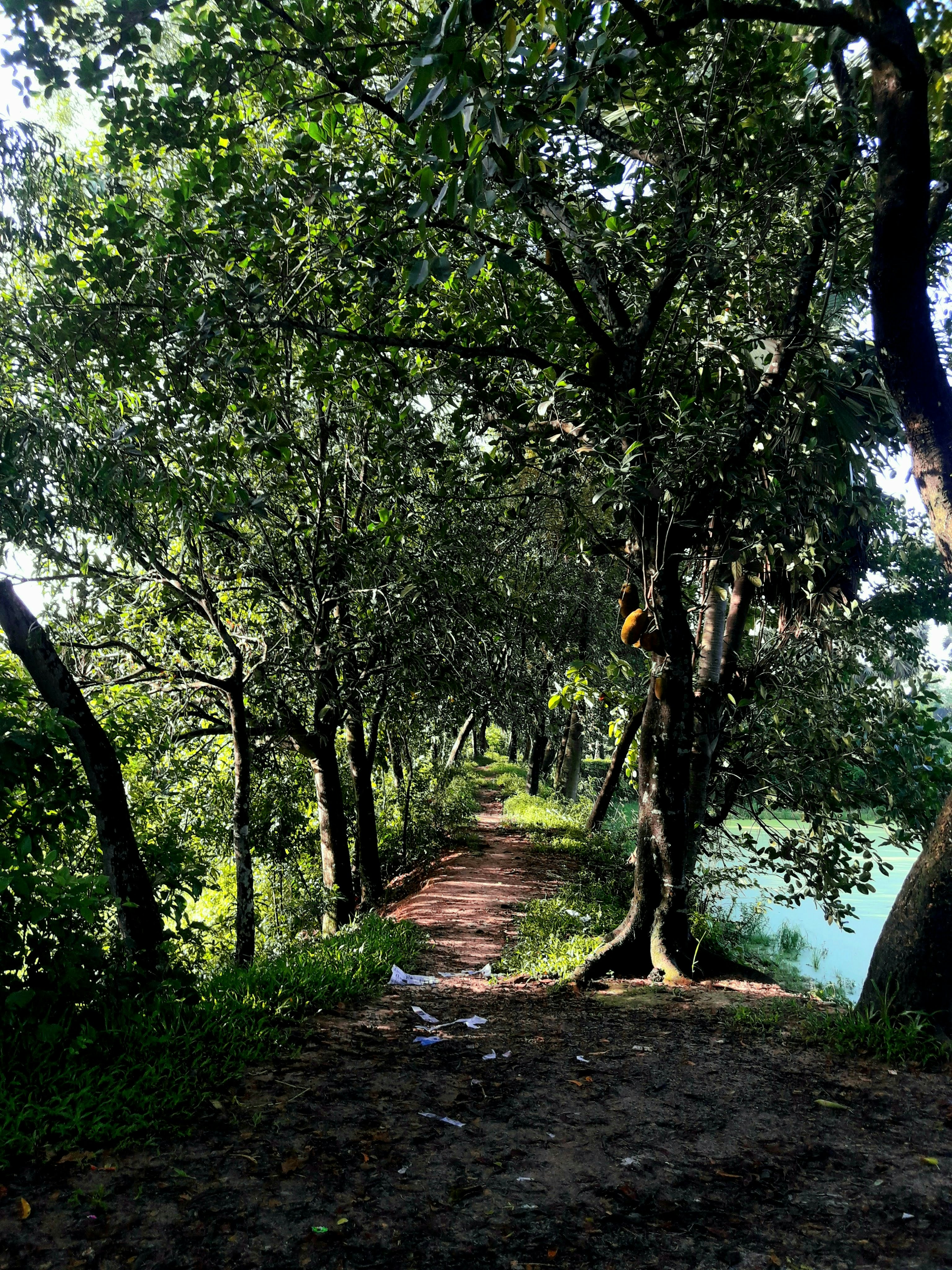 A dirt road surrounded by trees and water