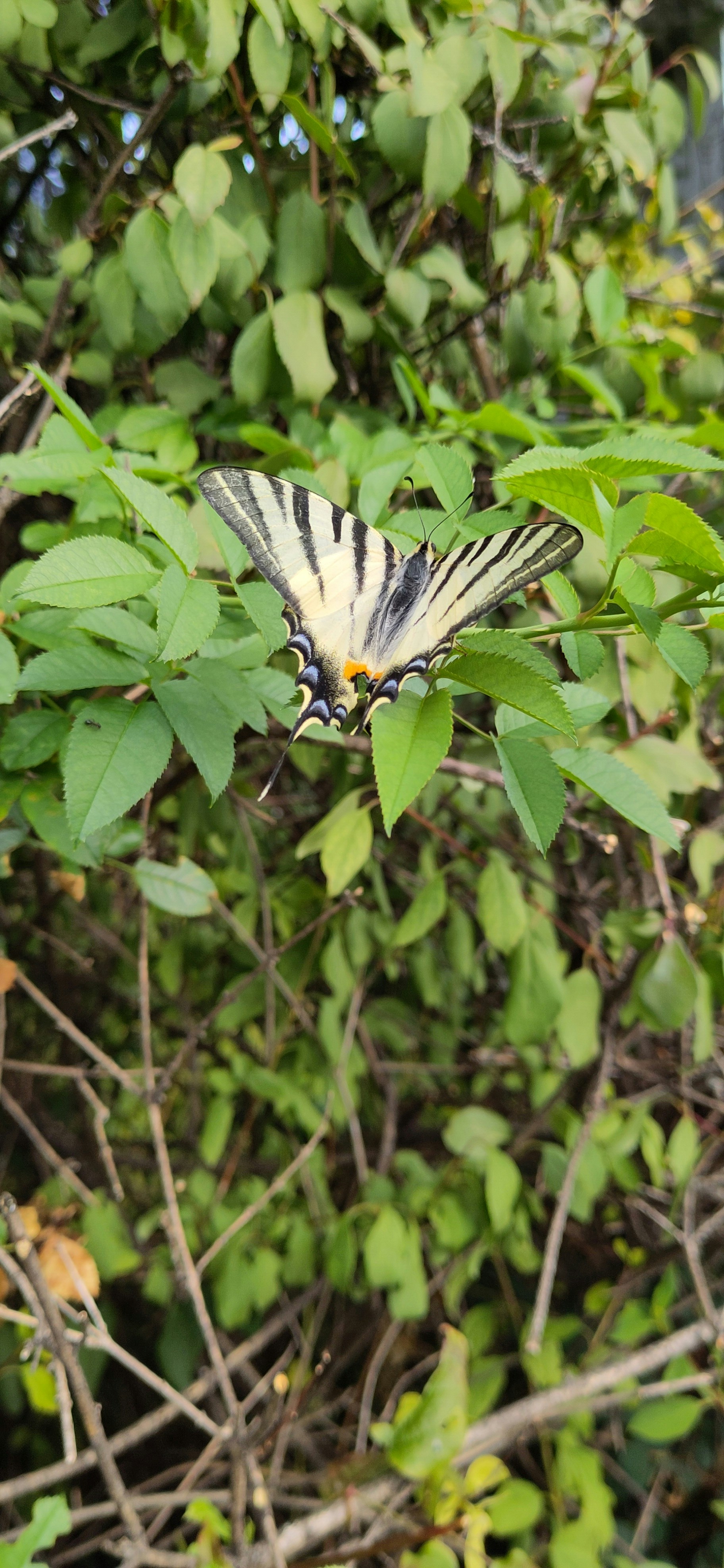 Papillon Jamaican Connection Pictures | Download Free Images on Unsplash