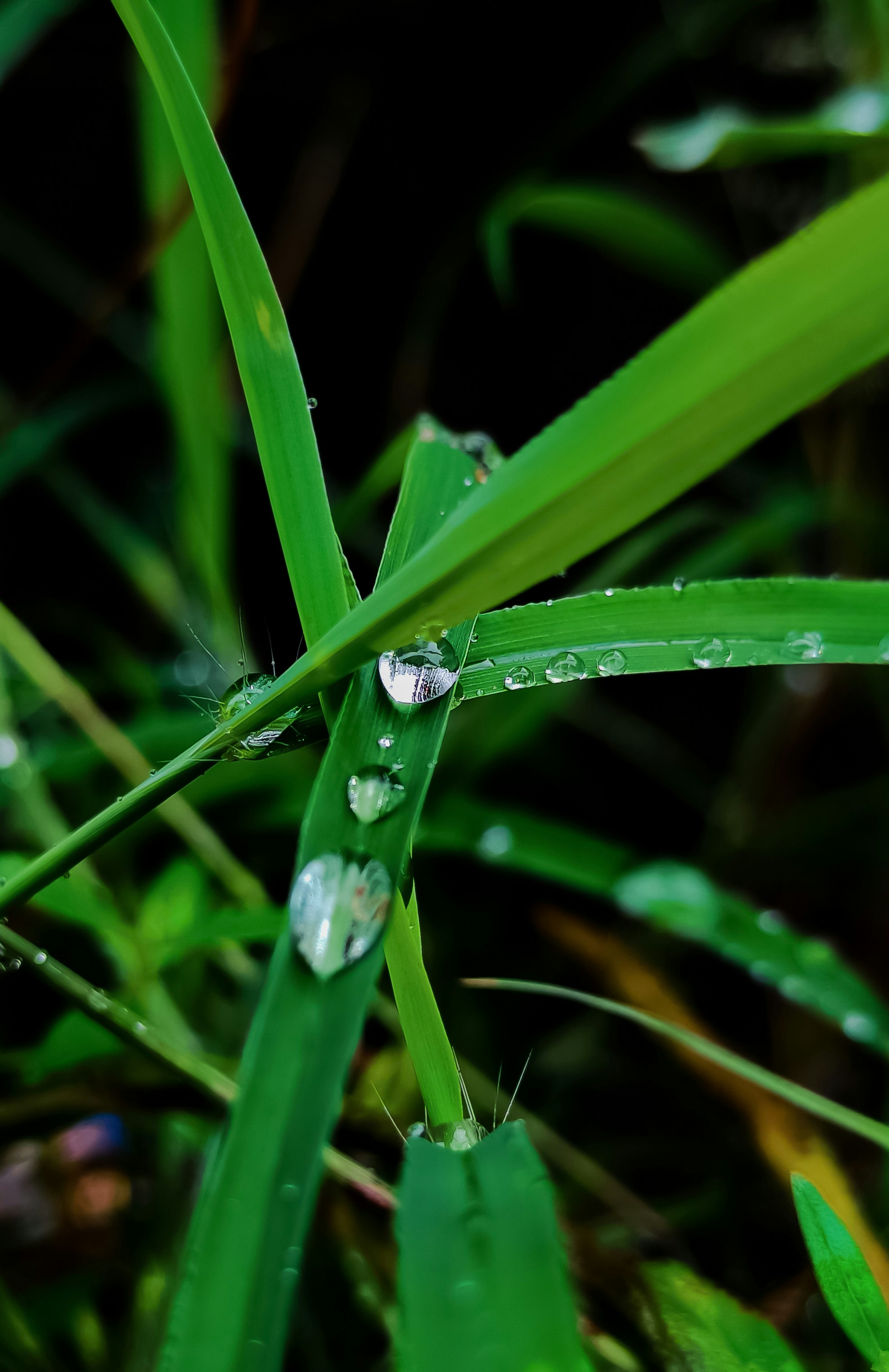 Photo by ahmed_aarif