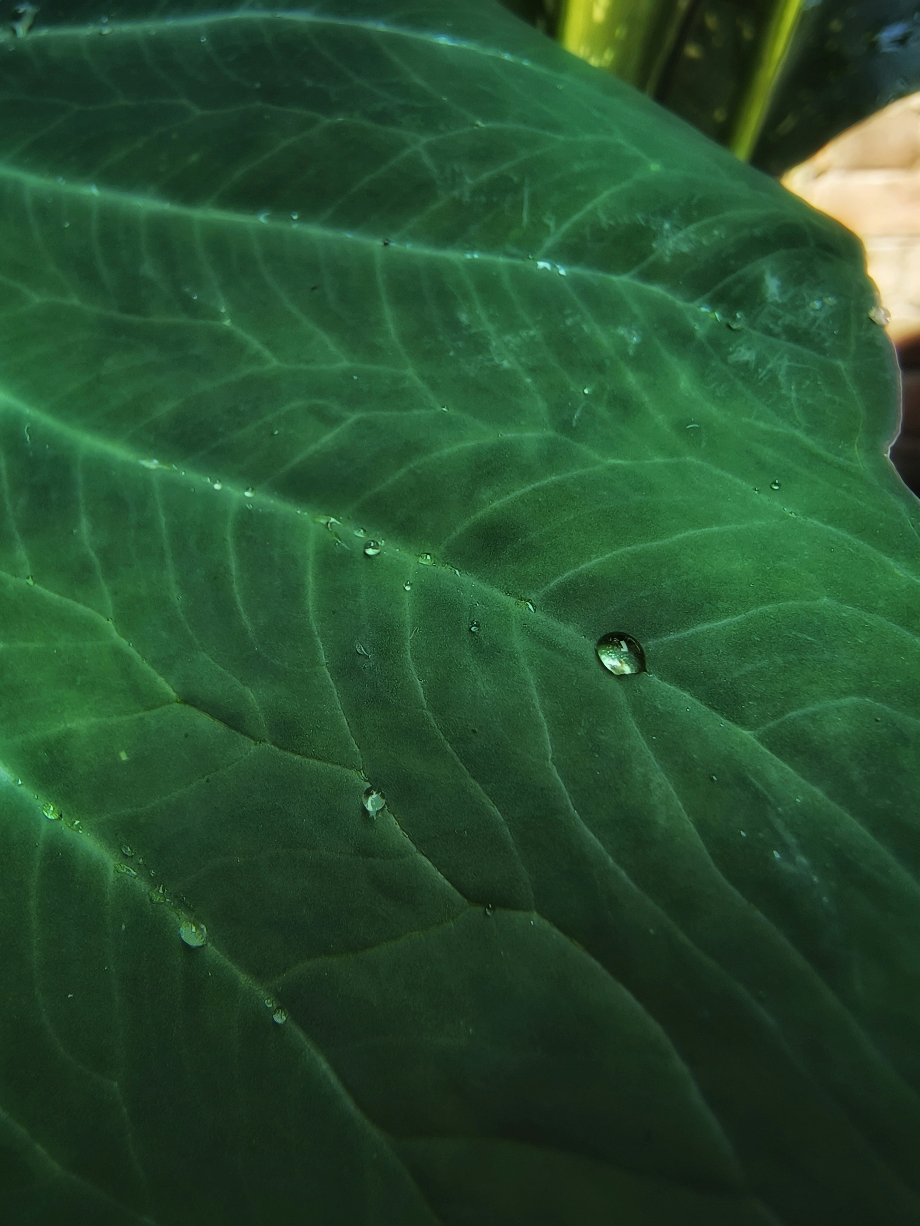 Photo by ahmed_aarif