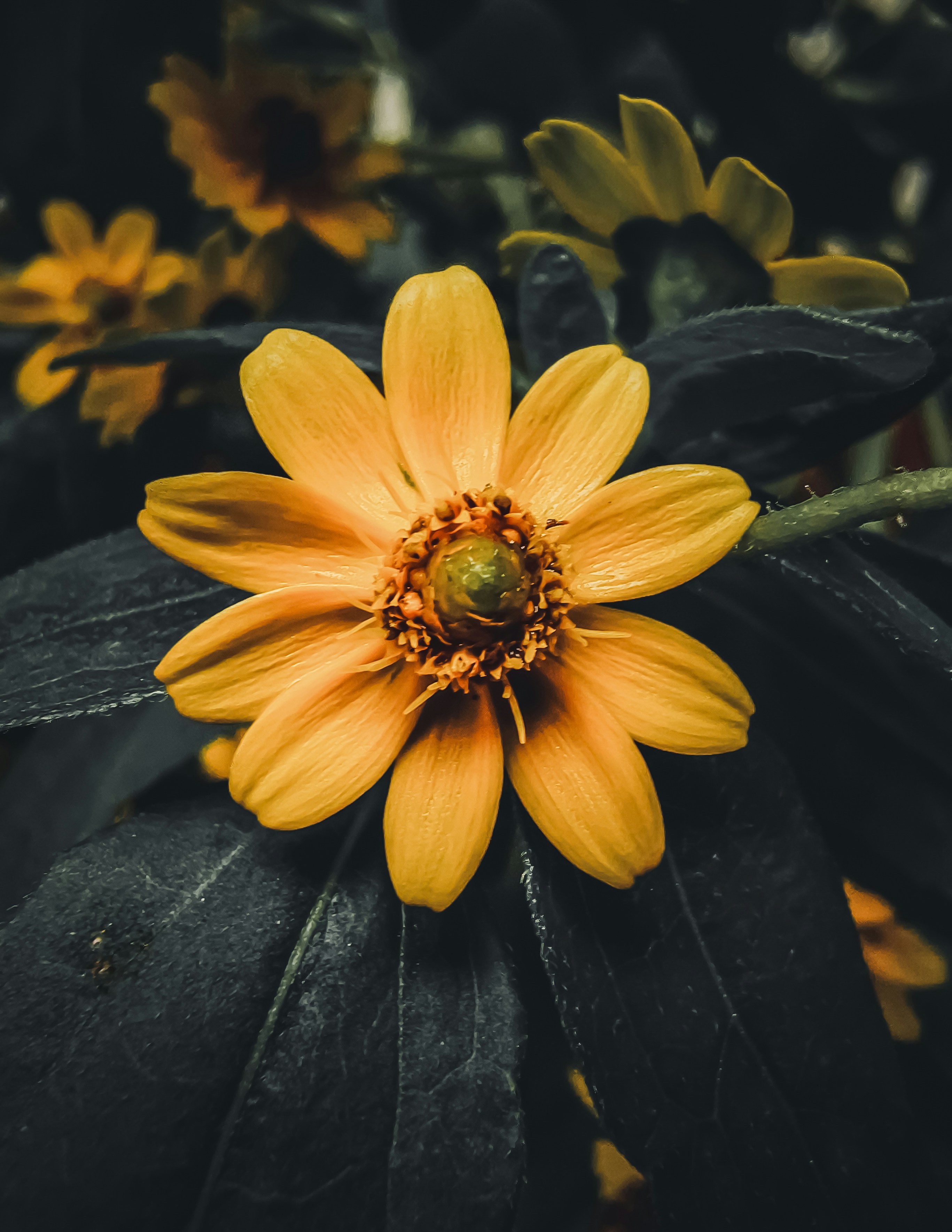 Photo by ahmed_aarif