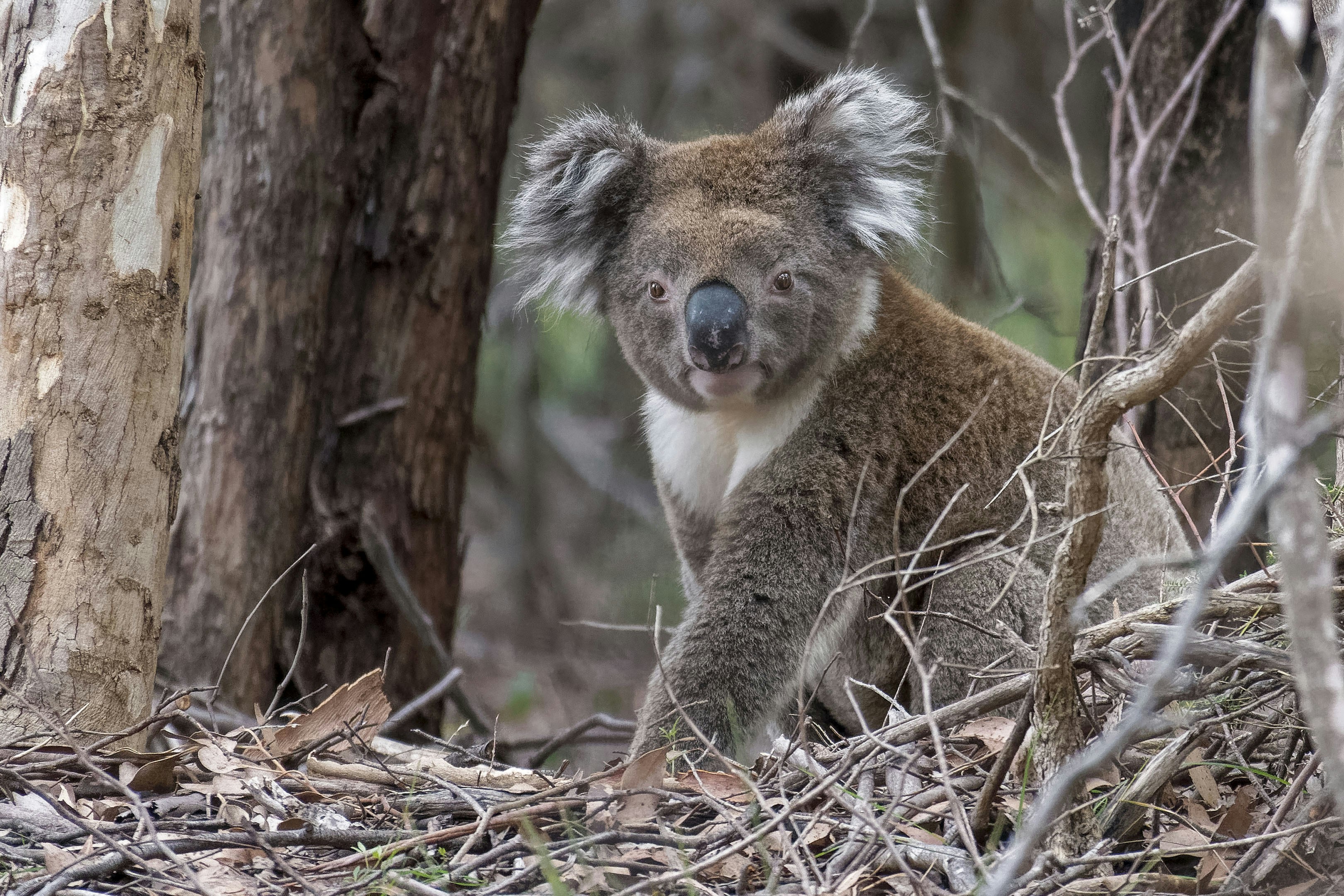 A koala bear sitting in a tree in a forest