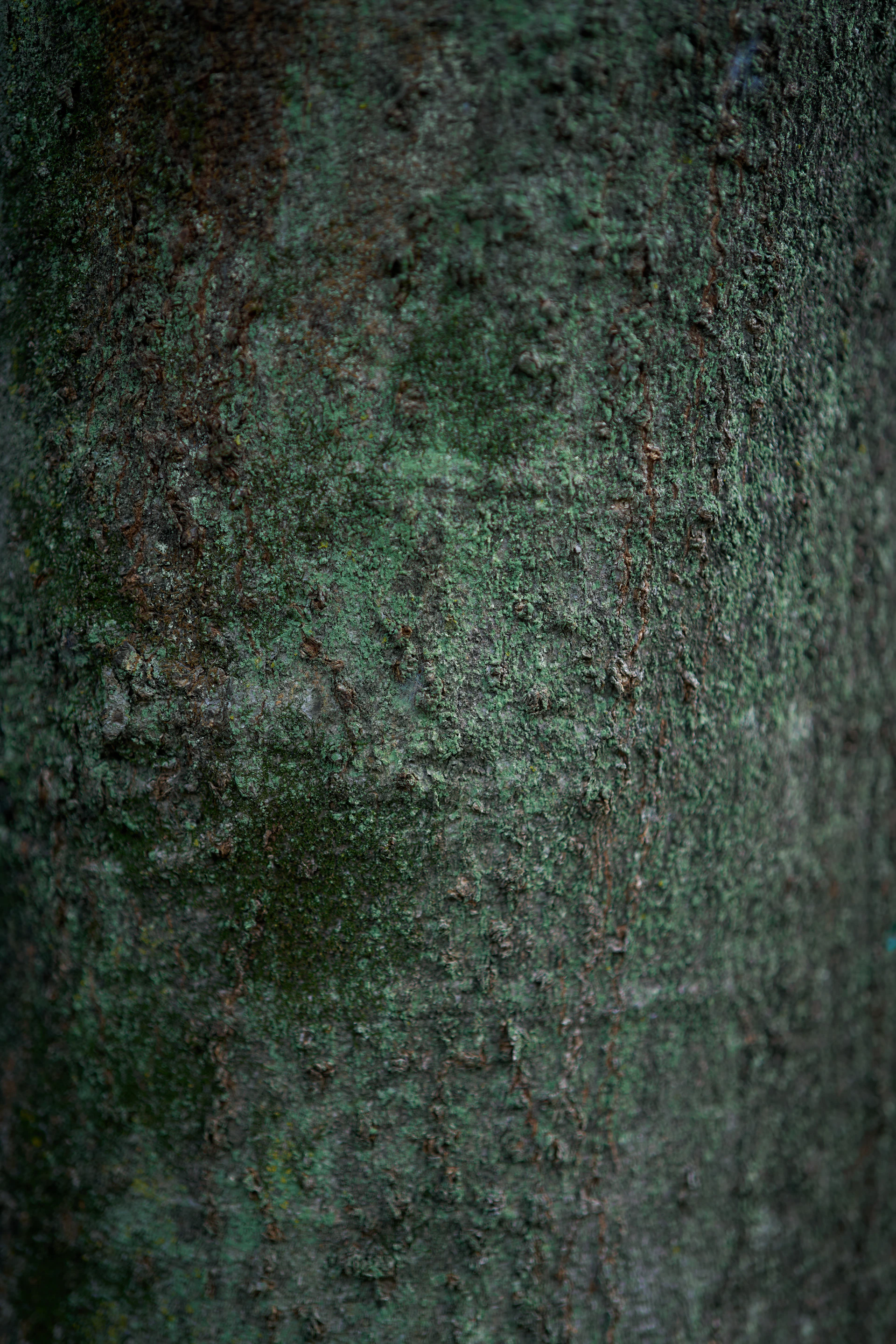 A close up of a tree trunk with moss growing on it