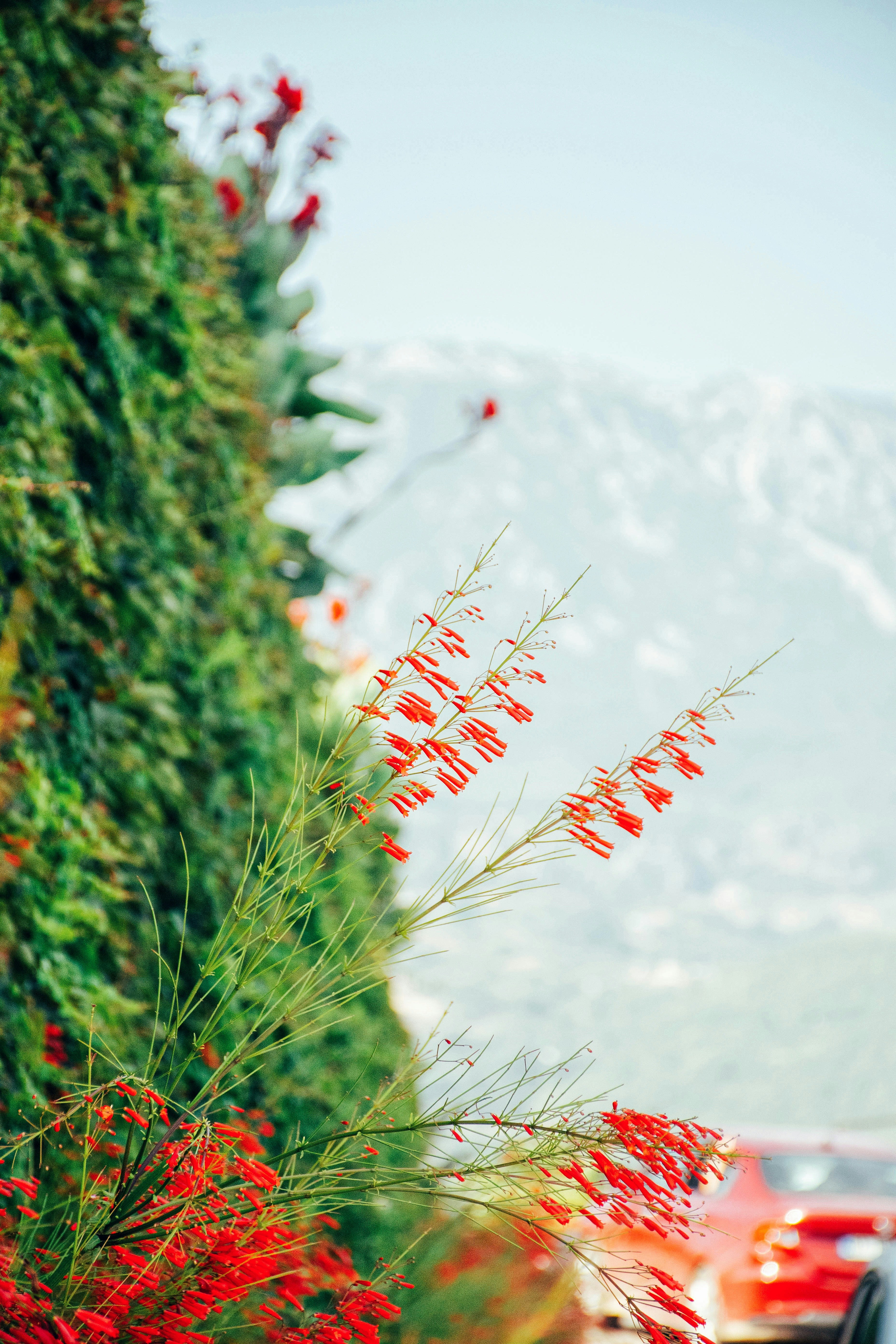 Ein rotes Auto, das neben einer hohen Hecke eine Straße entlangfährt