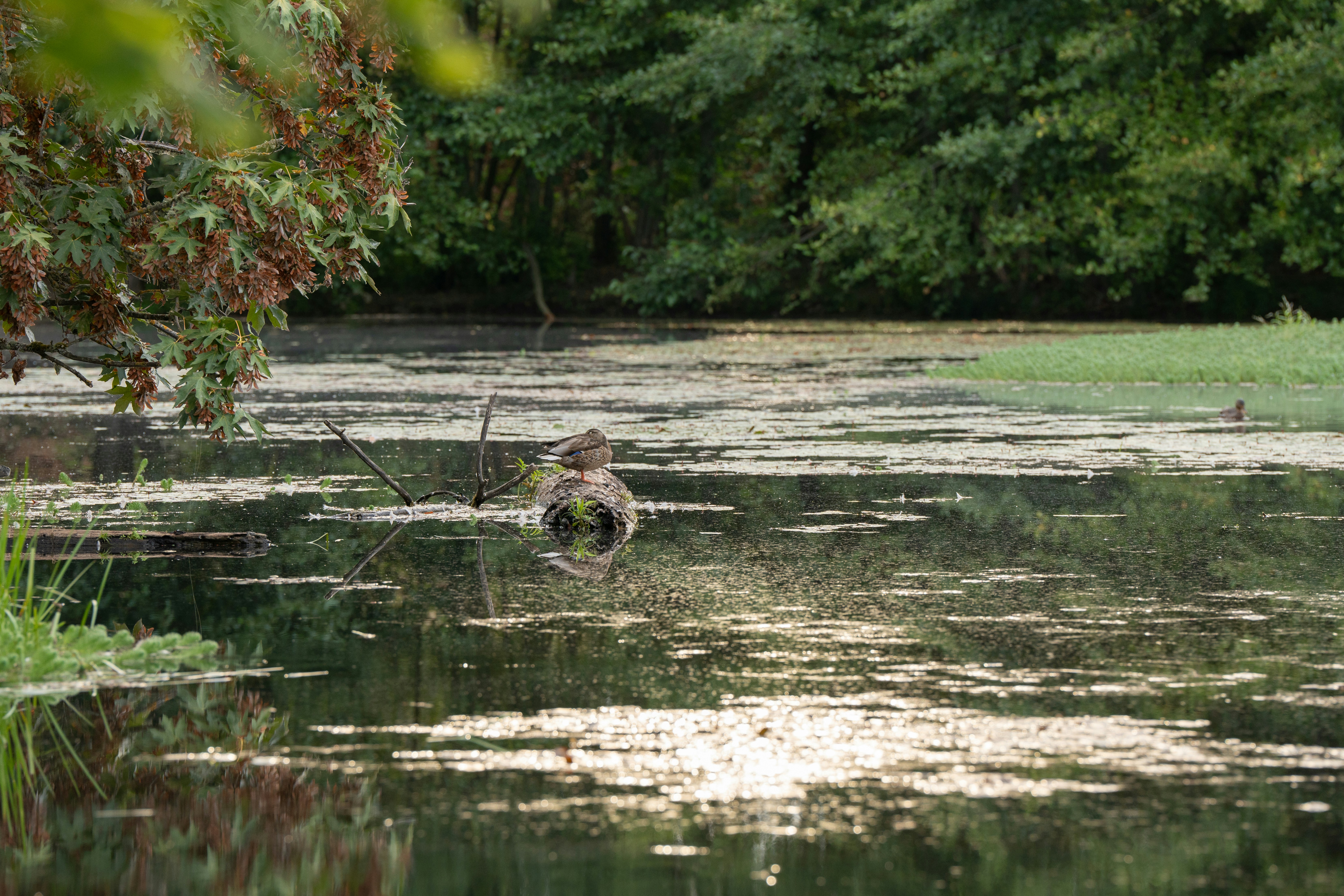 A bird is standing in the middle of a body of water