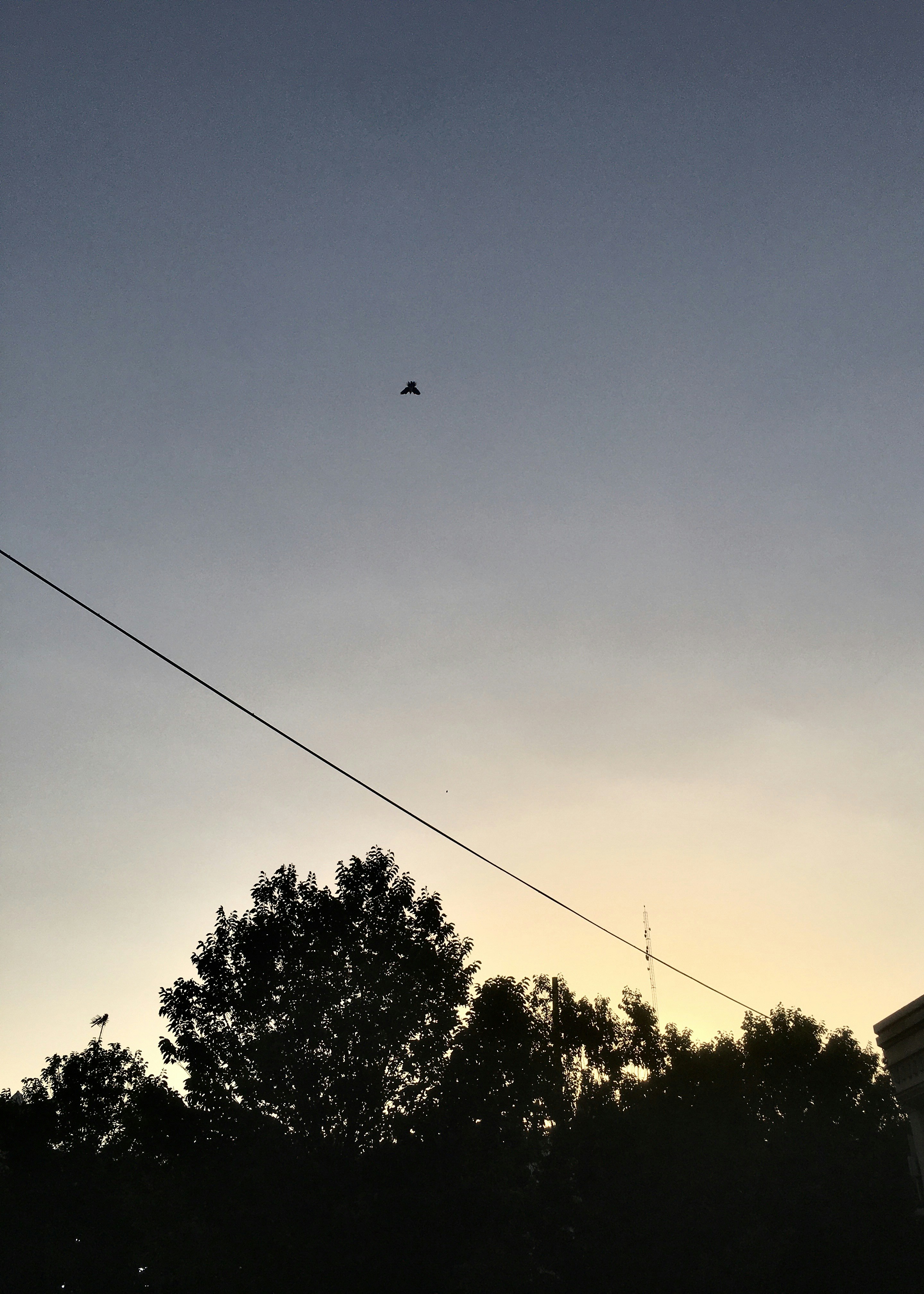 A bird flying in the sky at sunset