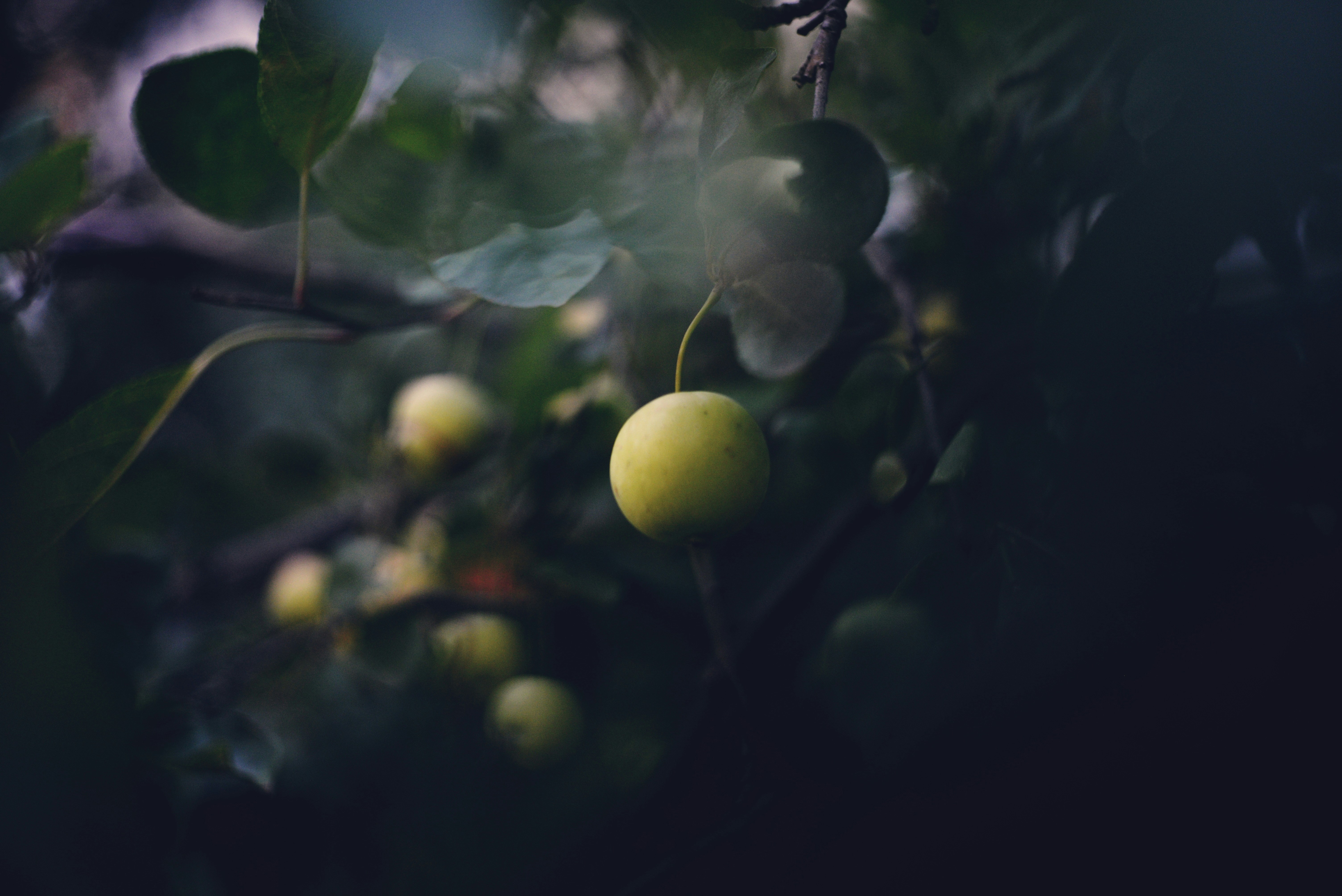 Photo by cherstve_pechivo