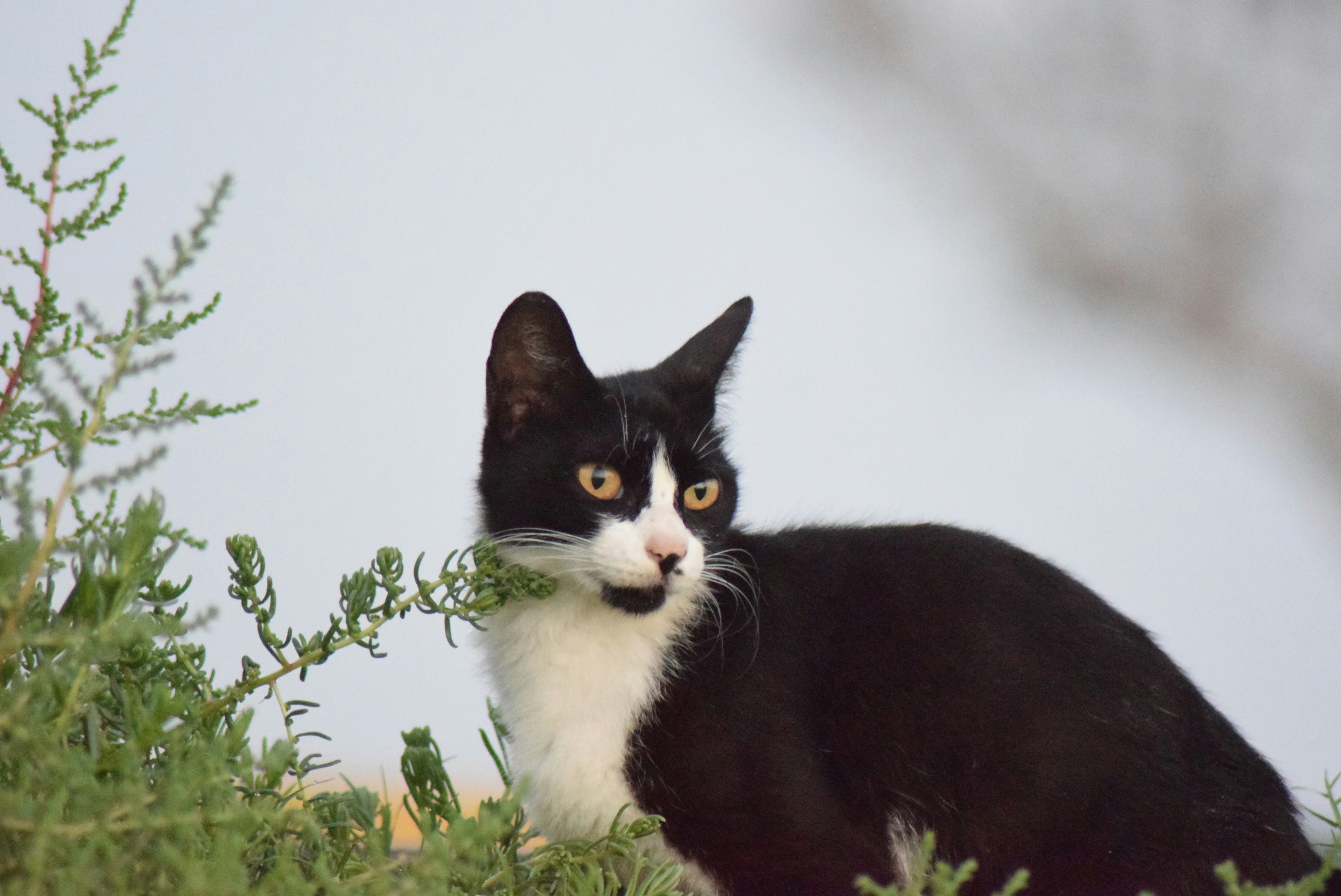 Photo by jayopeniano