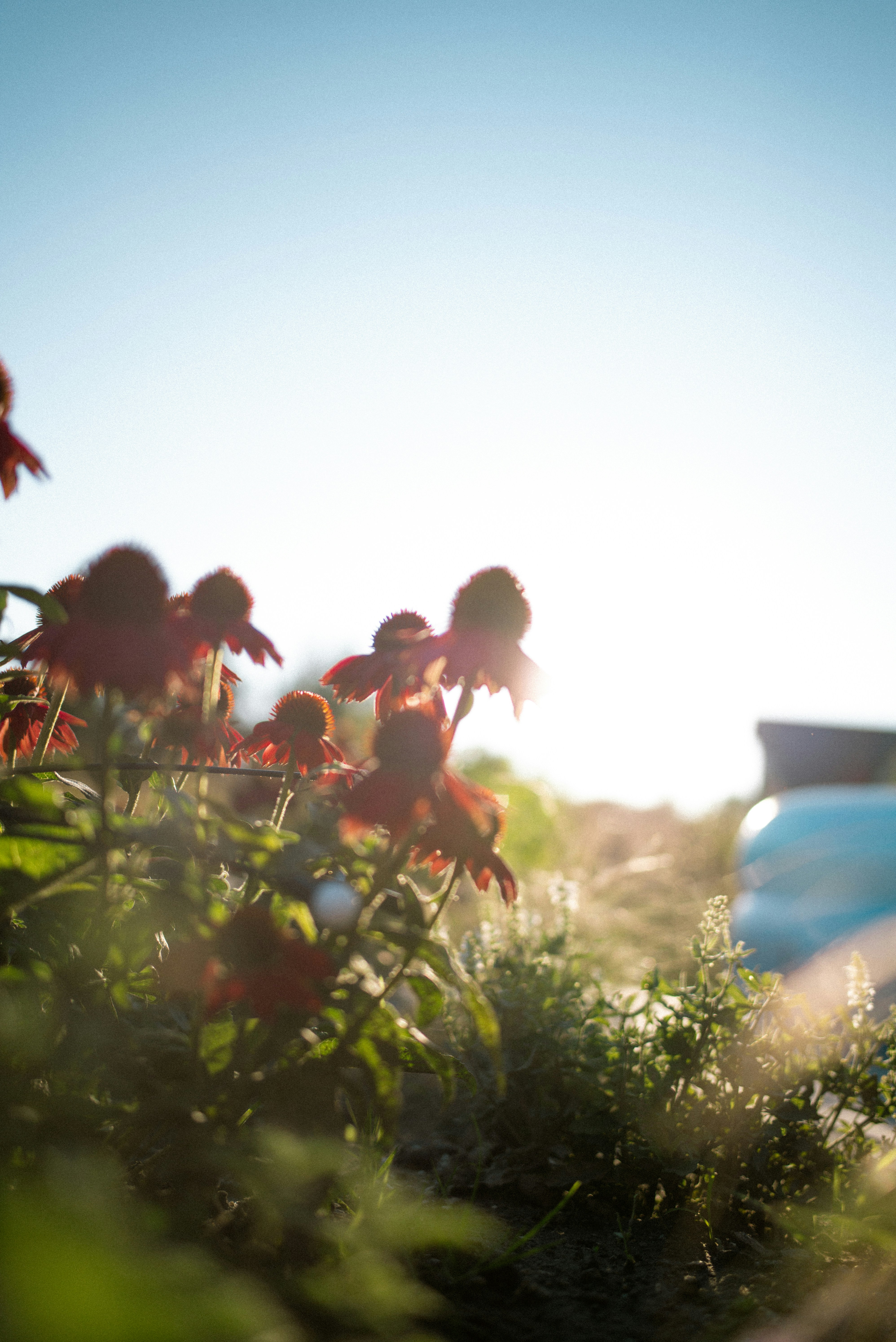 A car is parked in a field of flowers