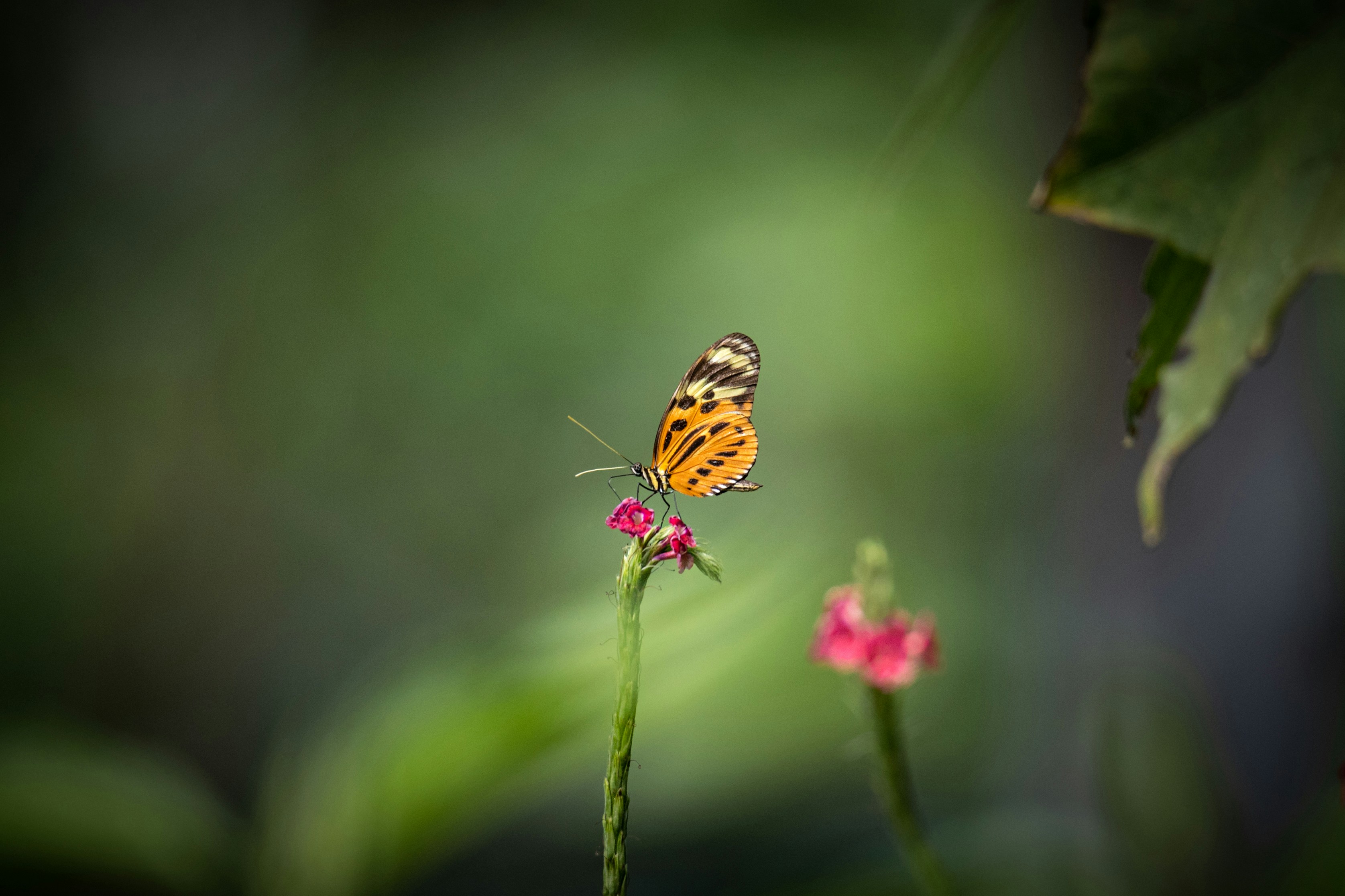 Una pequeña mariposa naranja y negra sentada sobre una flor rosa foto –  Imagen de Fondo de pantalla 4k gratuita en Unsplash, image size:3000x2000