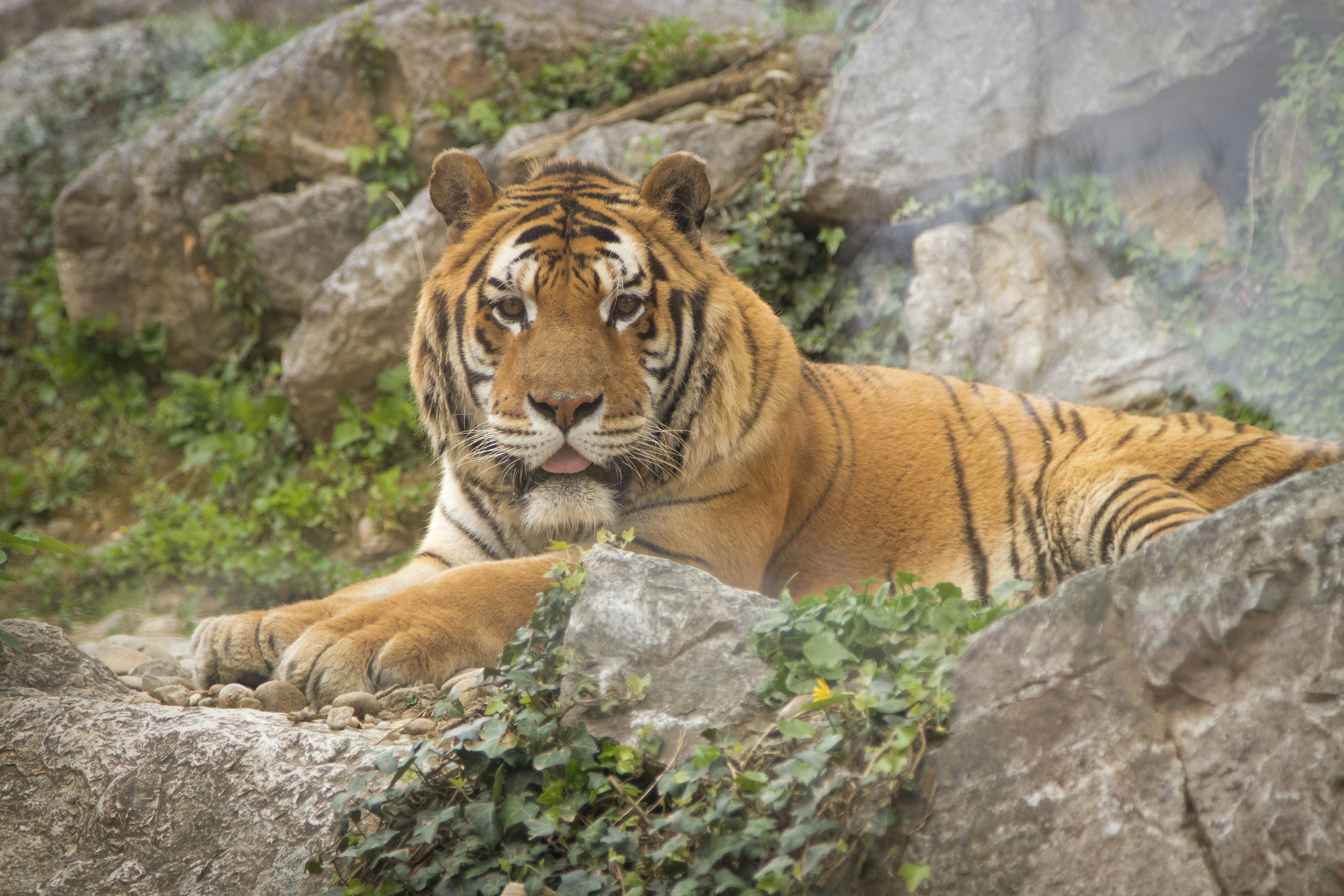 A tiger laying on top of a large rock
