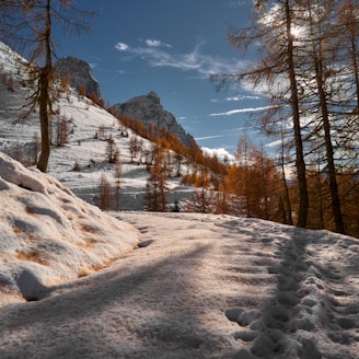 A snow covered hill with trees on the side