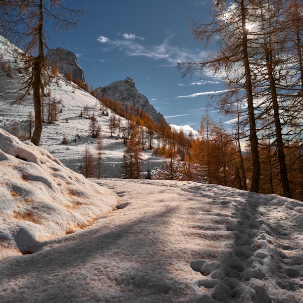A snow covered hill with trees on the side