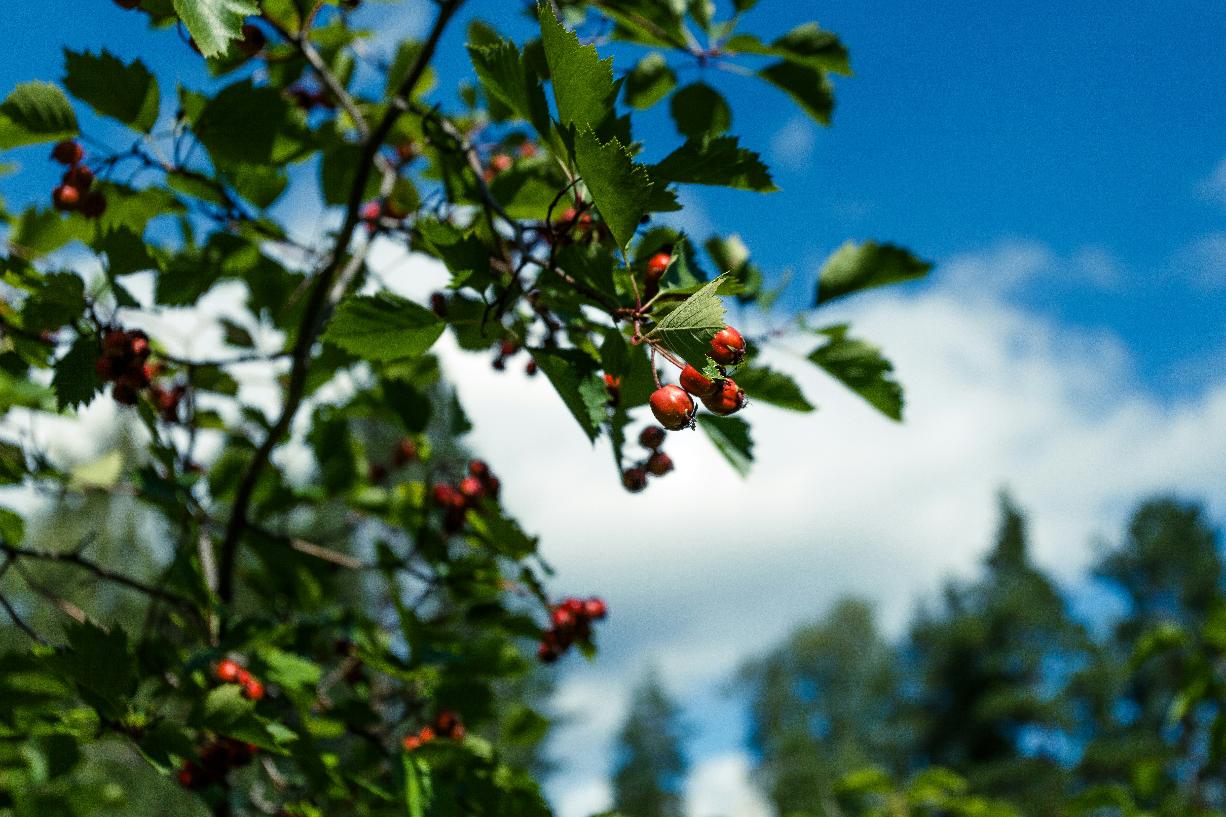 A bunch of berries hanging from a tree