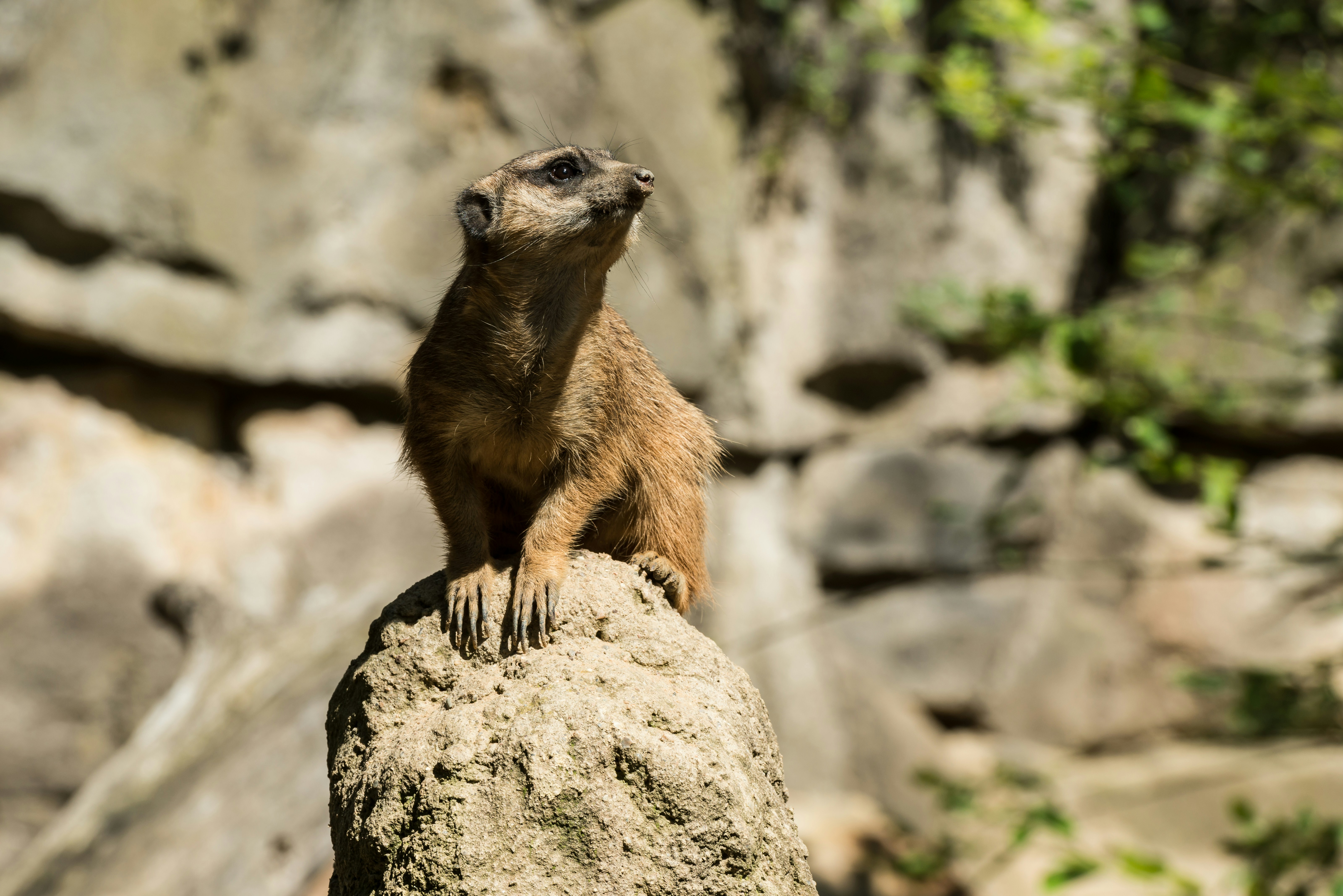 A small animal sitting on top of a rock