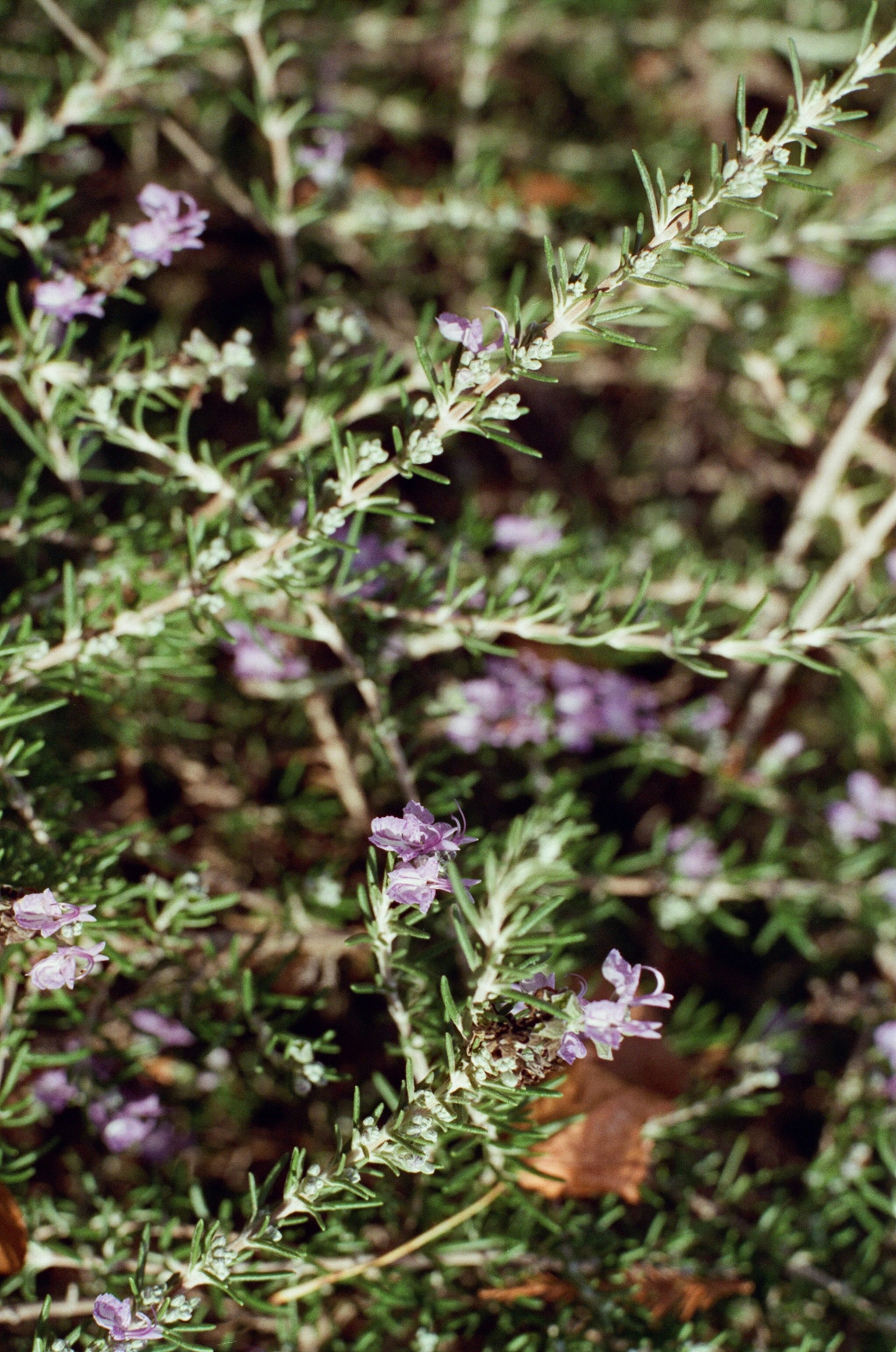 A close up of a plant with purple flowers