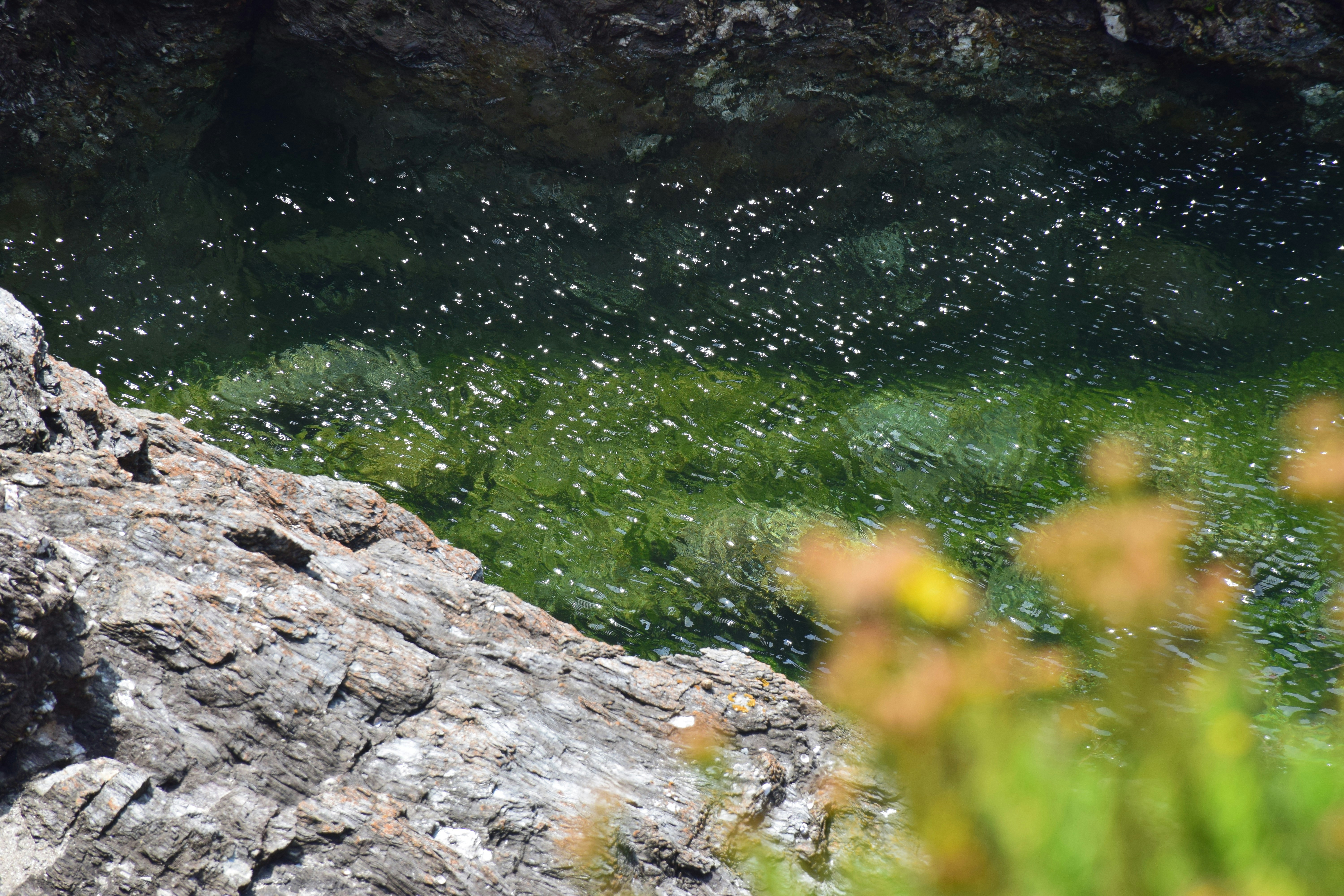 Un oiseau assis sur un rocher près d’un plan d’eau