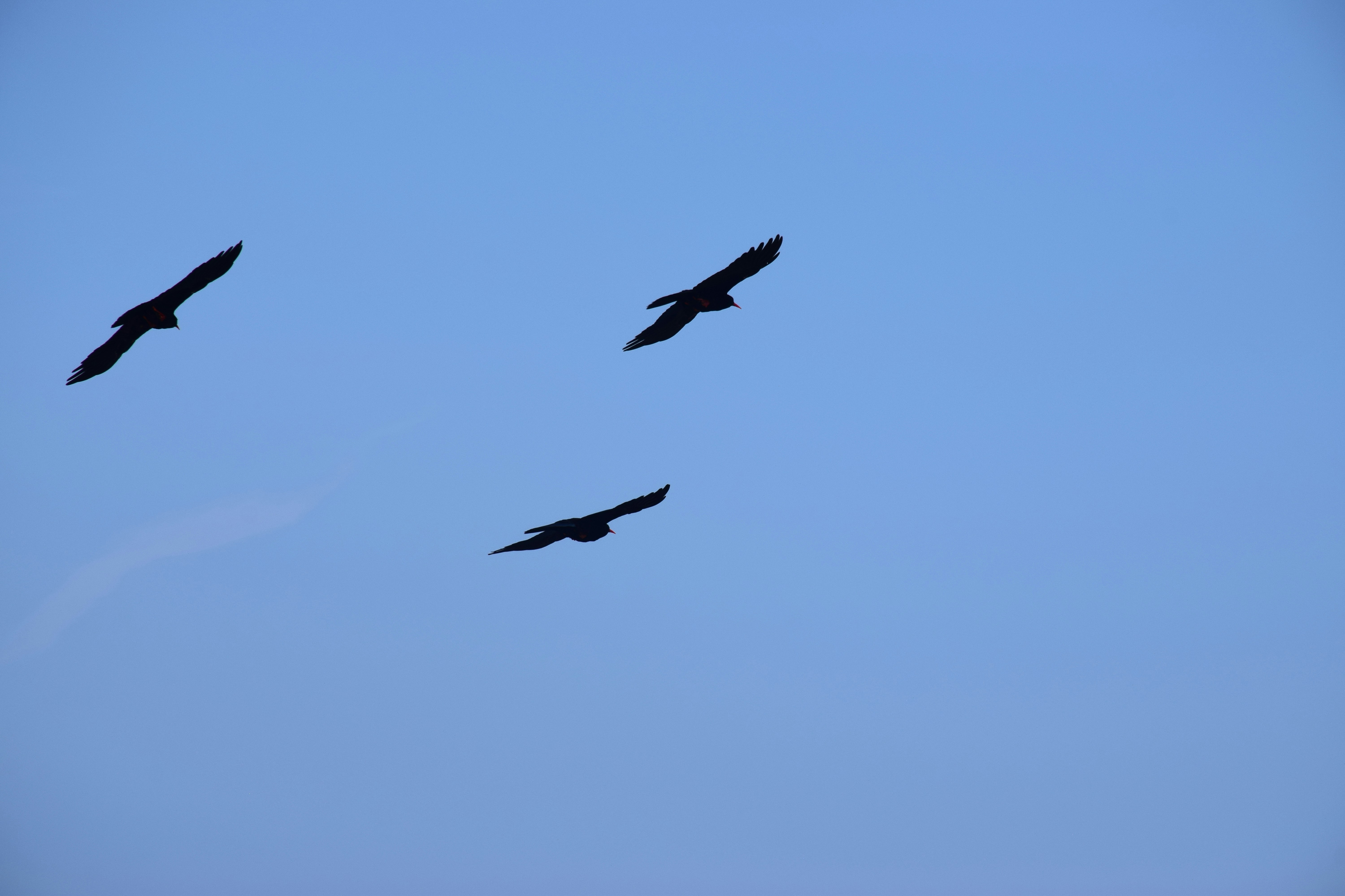 Une nuée d’oiseaux volant dans un ciel bleu