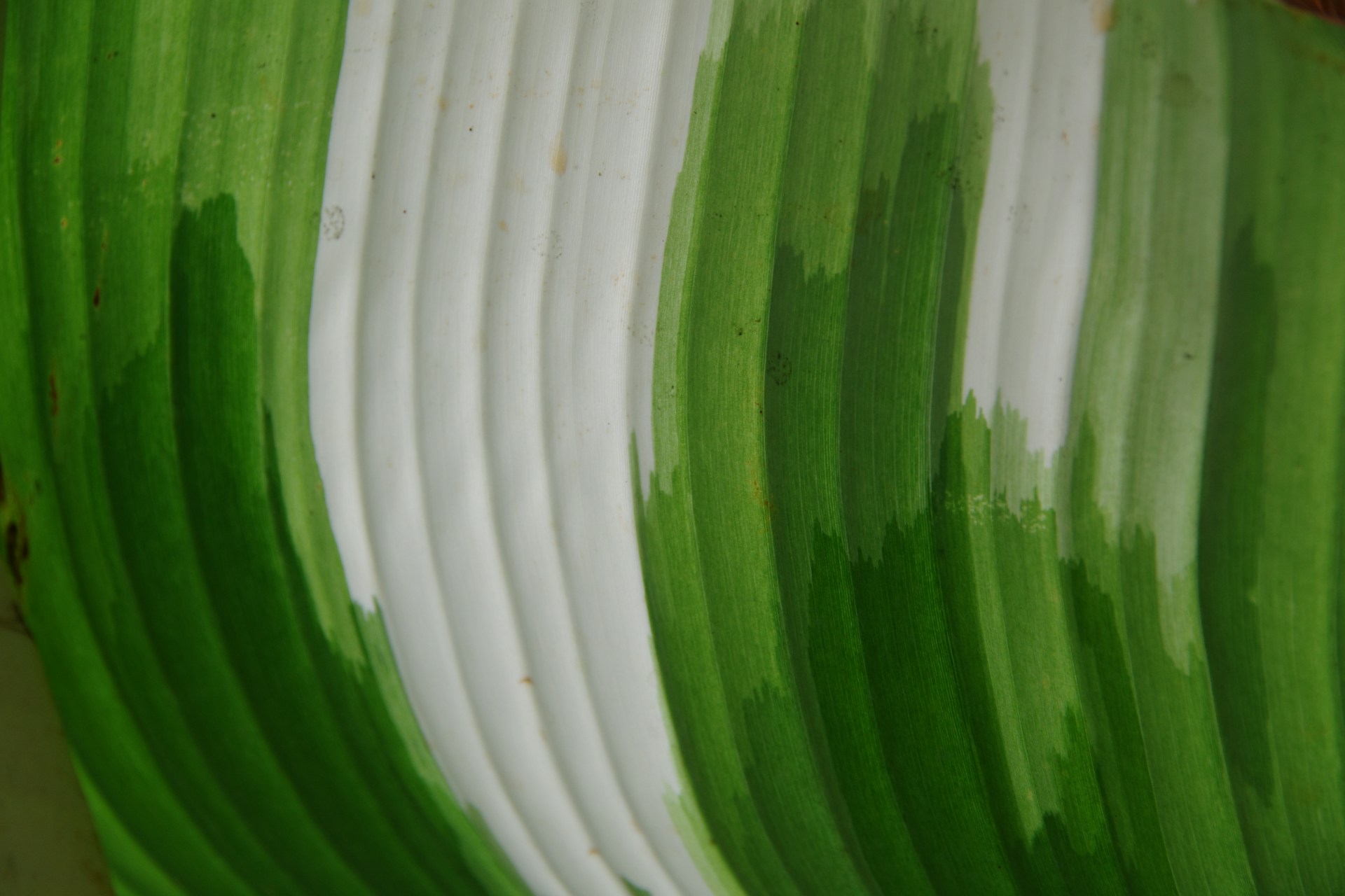 A close up of a green and white plate