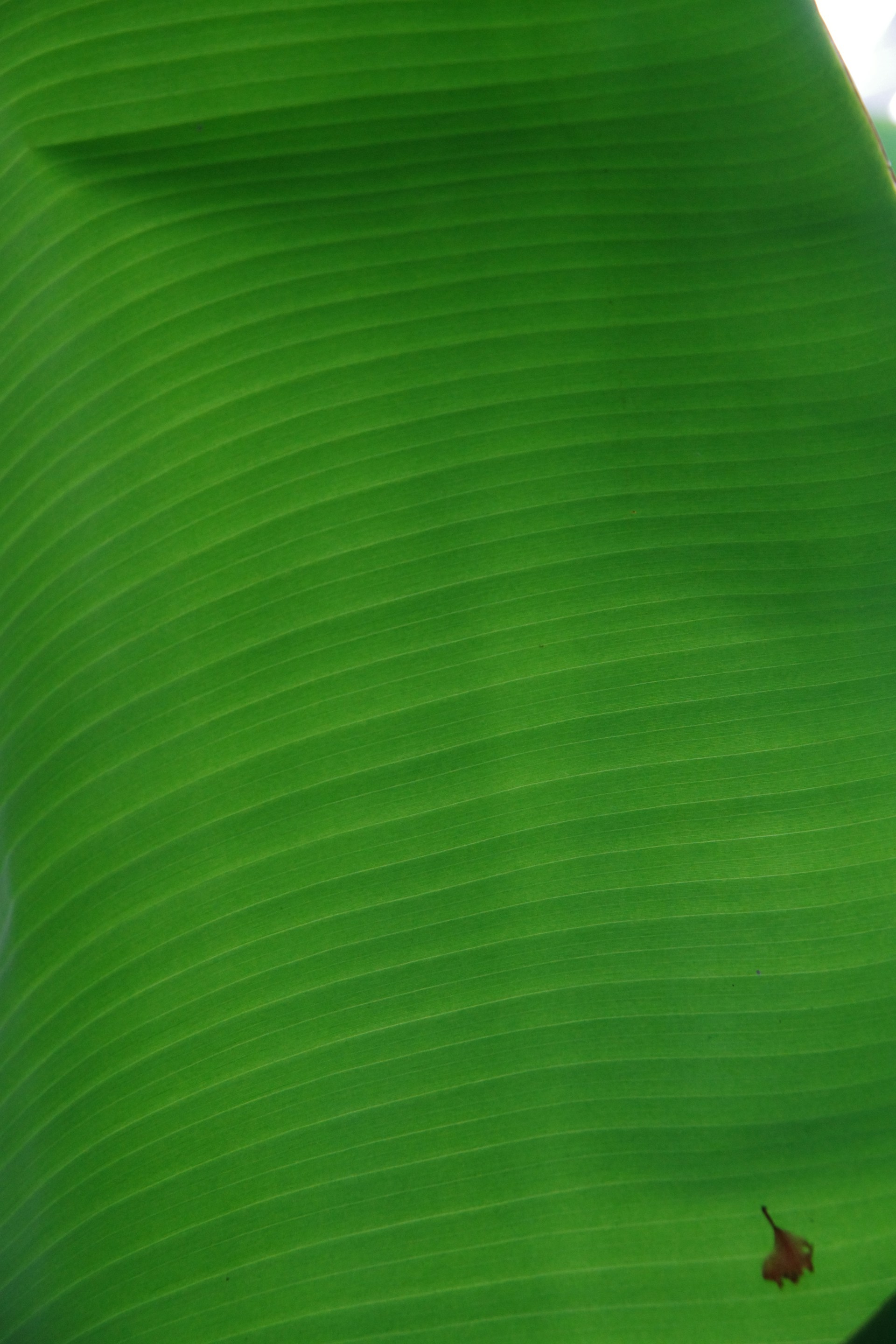 A close up of a large green banana leaf