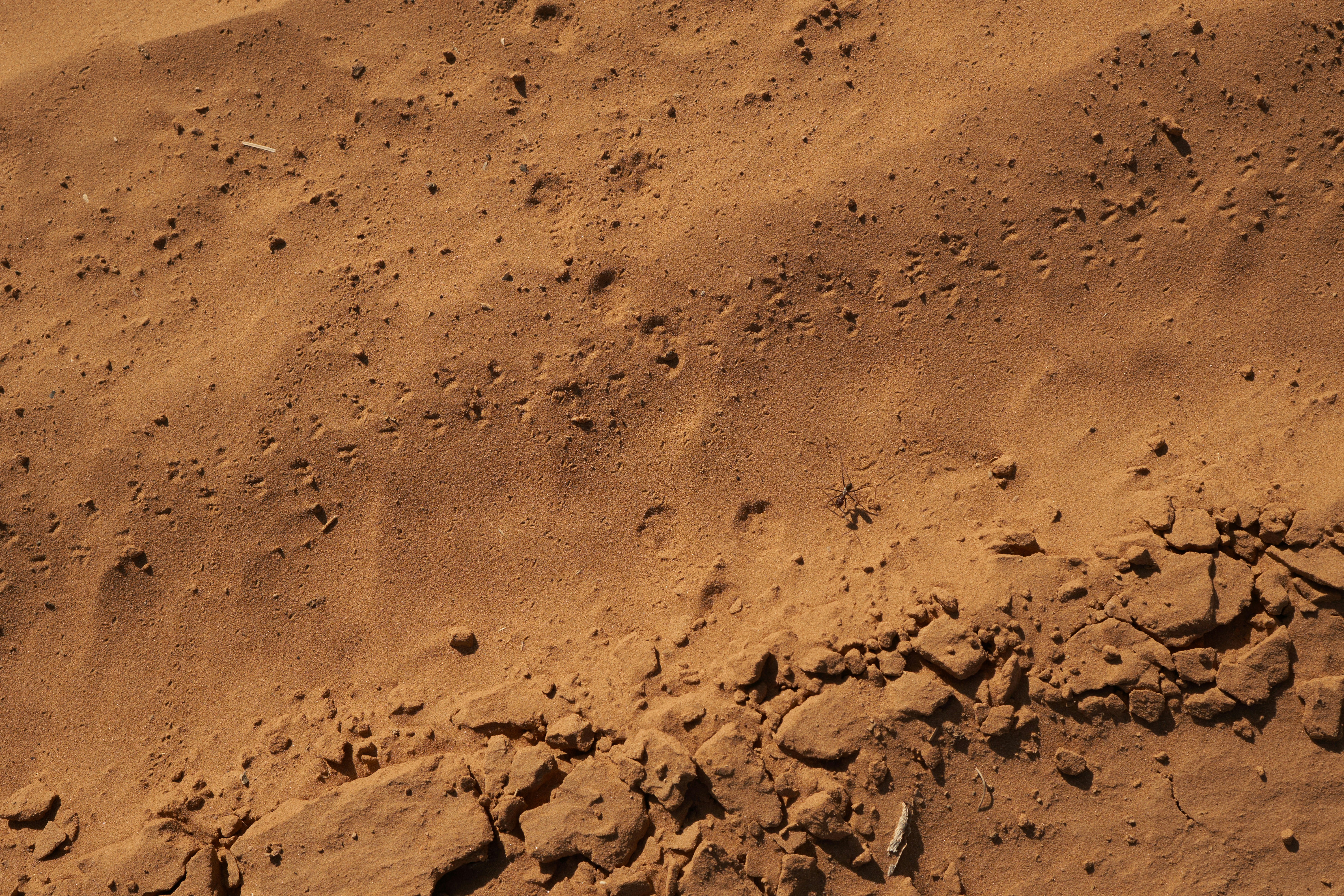 Photo by wolfgang_hasselmann