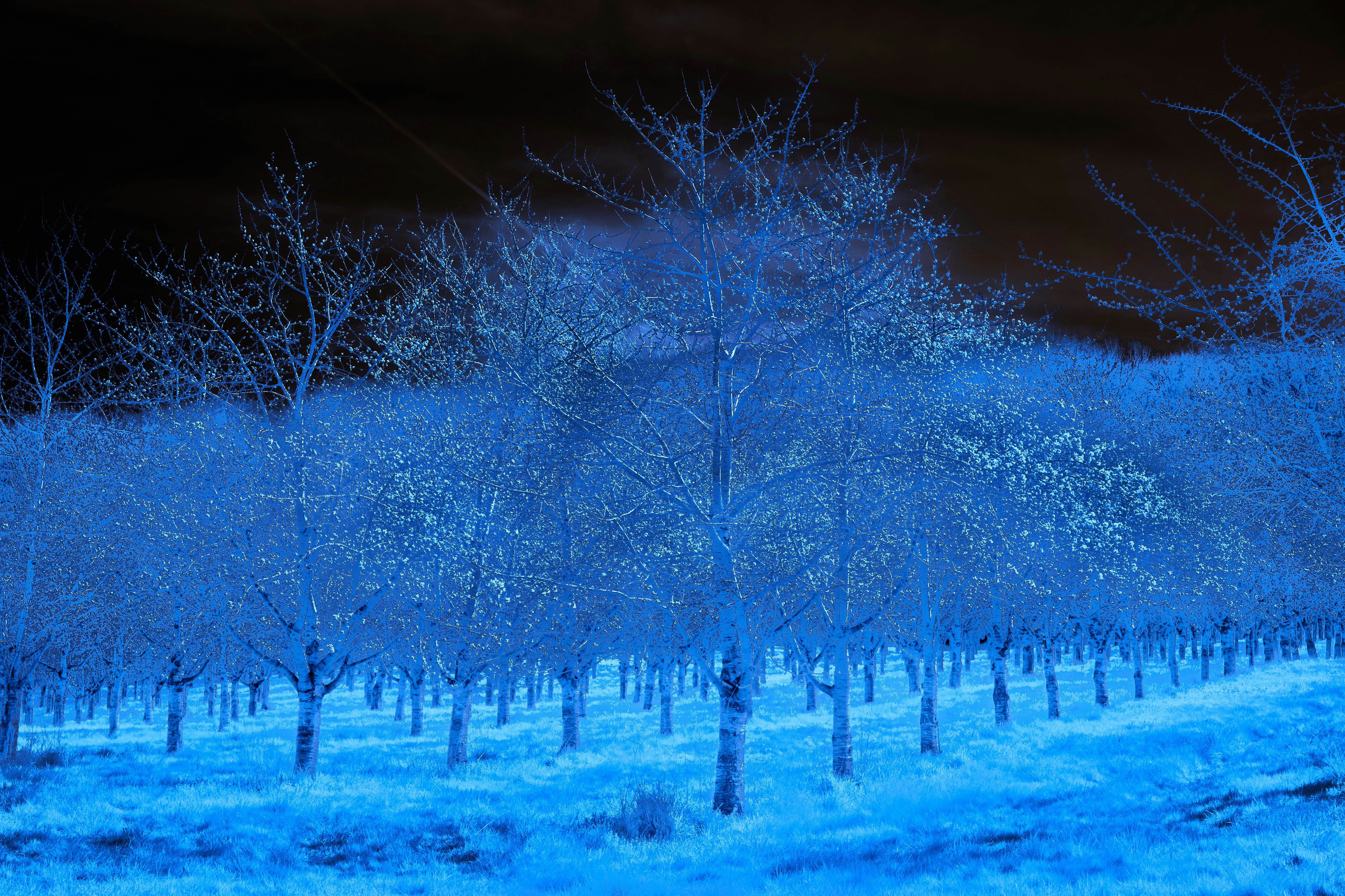 Photo by wolfgang_hasselmann